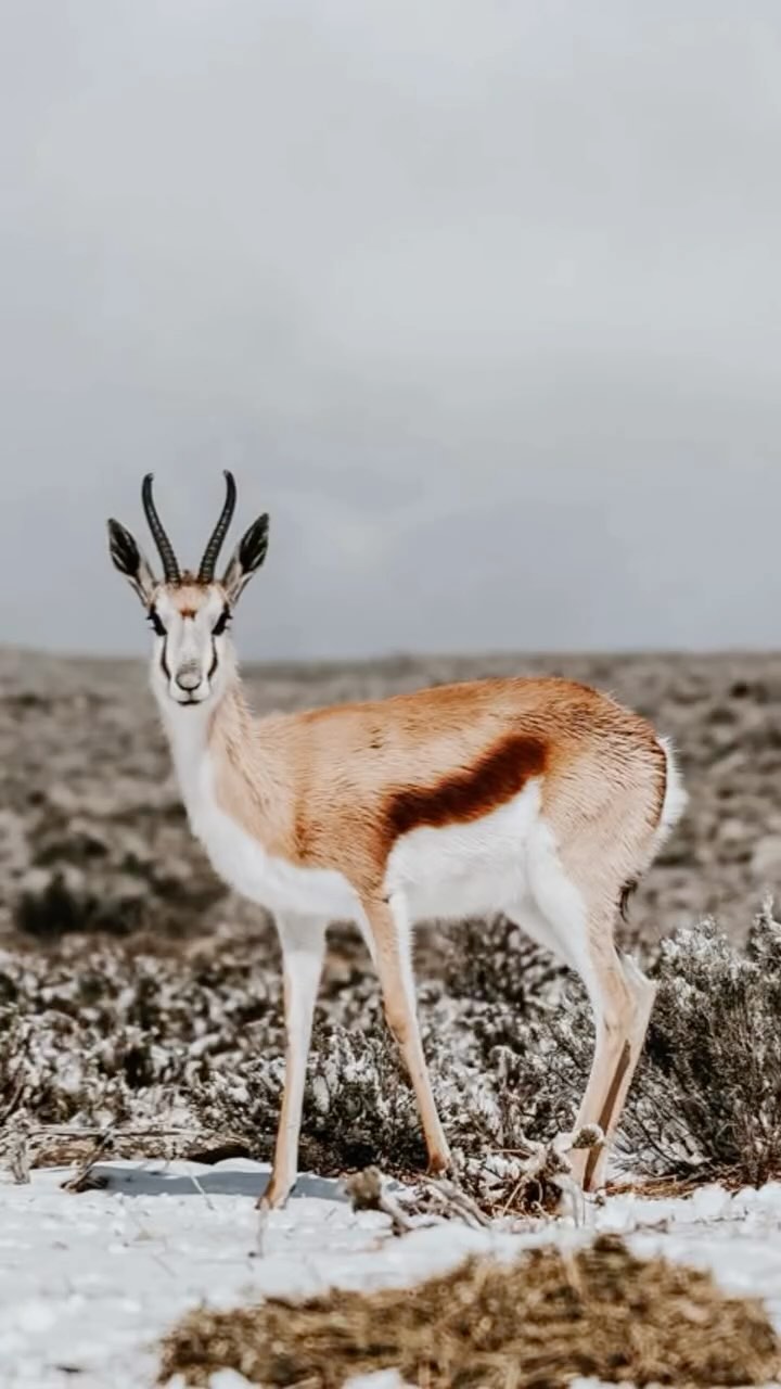 Our little Springbokkies are built for the Karoo, tough, adaptable, and always in tune with the land.
In winter, they shift their routines, foraging more during the middle of the day when it’s a bit warmer. You’ll also see them in smaller groups this time of year, usually between 10 and 30.
It’s a simple rhythm, shaped by the seasons, and one more way the landscape quietly changes with the cold.
Keep an eye out for them, they’re never far.
#luxuryecotravel #darkskyreserve #travelsouthafrica #karoo #karoolife #karooaccommodation #hikingadventures #hikingsouthafrica #cheetahconservation #cheetah #sustainabletravel #stargazing #astrophotography #sutherland #astronomylover #wideopenspaces #natureescape #nightphotography #nightsky #astronomy #thisissouthafrica