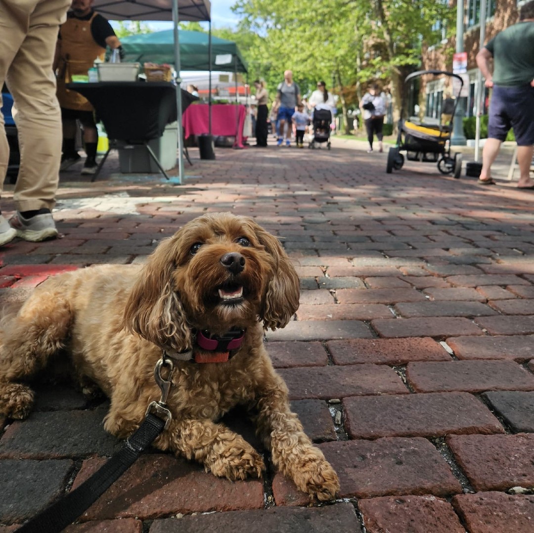 Nothing like an afternoon at the Bexley Farmers Market!
Penny took in all the sights, smells, and sounds—and practiced staying calm around distractions. Farmer’s markets are great for exposure and real-world training. Start building confidence in public settings—DM us to learn more about private lessons or board & train!
#DogTraining #RealWorldTraining #BexleyFarmersMarket #PuppyTraining #SocializationMatters #OhioK9Ranch