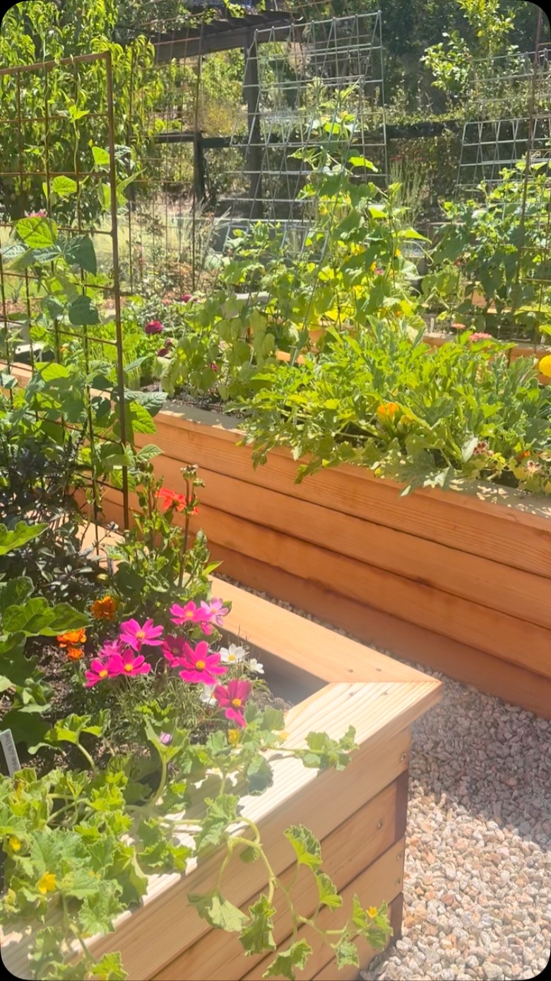 Our San Rafael maintenance garden is loving the sunny days!
Veggies, herbs, fruit and flowers are flourishing with all the water, rich soil, and warmth they can get.
Are you interested in growing a thriving edible garden next summer? We would love to help you design it….