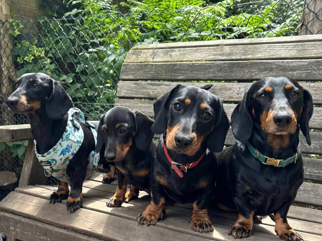 Squad goals, but make it sausage-shaped 🐾🌭 These four are serving looks, loyalty, and a whole lot of long dog energy. Black and tan, but never bland. 💅🖤 #DachshundCrew #SausageSquad #LowAndLoyal