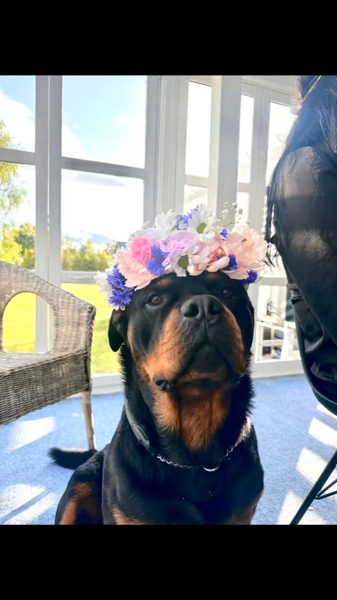 Ecco’s Diary, June 17–26☀️
We celebrated Midsummer twice🎉
The first day, we celebrated with other humans, and I instantly fell in love with one of the guests. I turned into a walking licking machine – couldn’t help myself. The barbecue smells were amazing, and they put one of those flower things on my head… but it blocked my view! Much better to wear the flowers around the neck. Stylish and functional. 🌼
I had to take it easy for a few days, because I was limping on and off, probably strained something while playing too wildly. So mum decided to go safe: short walks only and no wild garden play. Boring, yes – but she says rest is part of training too.
🎈 Then it was mum’s birthday! I got marrow bones to celebrate (so much better than cake, if you ask me). Normally I have zero resource guarding, but those bones? I wanted to enjoy them in peace. I even left them on the porch when we went inside, just so I knew they were still there. 😉
We’ve done some training too, just not as much. The hot days made me tired, and mum says training should always be fun – never forced. So we did some light sessions at home and at the club instead. Good call!
💡 Tip from me:
Even dogs who usually share everything might want to be left alone with a really valuable item – like a juicy marrow bone. Don’t grab it or take it away. Instead, teach safe trading routines with something even better. It builds trust – not conflict.
#rottweilerlife #eccosdiary #midsummerdog #dogtrainingtips #doglifestyle #rottweiler #resourceguarding #dogbehavior #trustbuilding #doglover #lifewithdogs #positivedogtraining #dogcommunication #mindfuldogowner