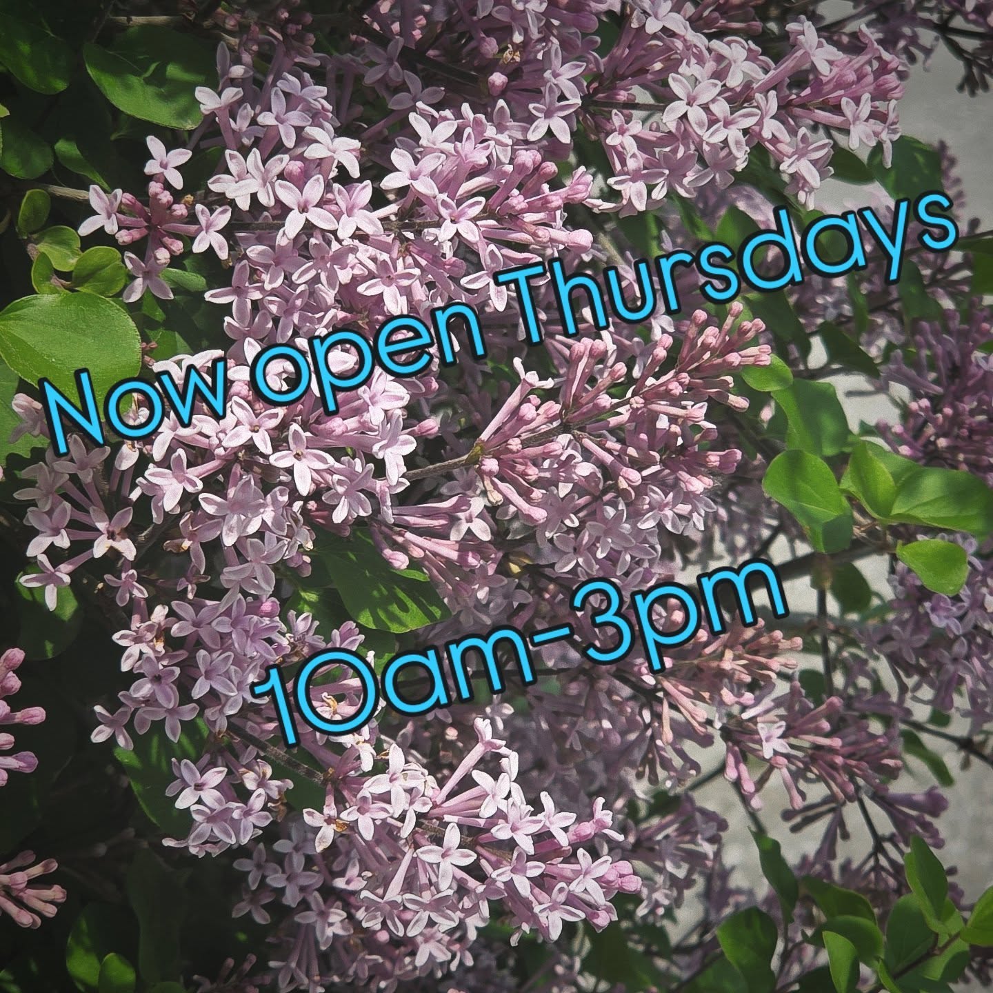 Due to popular demand starting this Thursday, June 26th we will officially be open Thursdays!!! Woot woot!! 🎉
Wednesday, Friday and Saturday hours will remain the same, open 10am-3pm.
No change to pick up hours.
See you all then! Or Come say Hi today, open until 3pm.