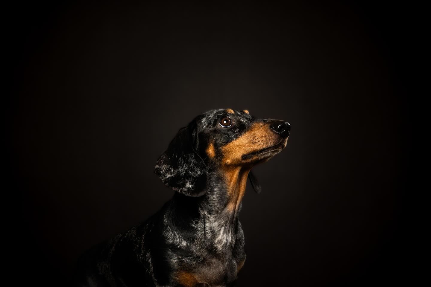 Hummer voor de nieuwe zwarte achtergrond 🖤
Heel blij met deze nieuwe kleur en super toegankelijk voor elke hond 😊
#shoot #hondenfotograaf #studio #fotografie #portret #hond #teckel