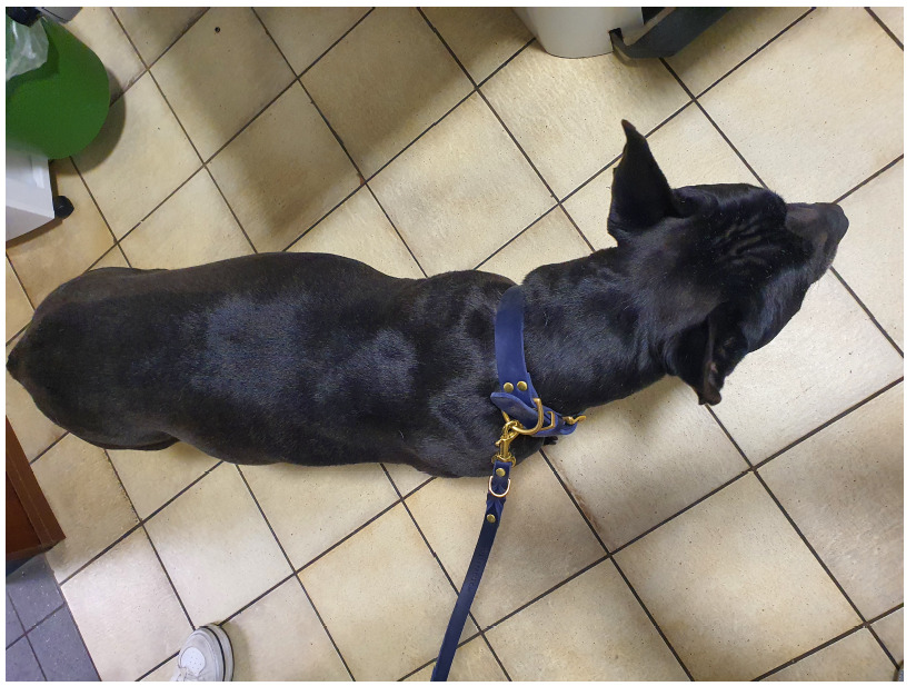 Chico wurde uns vorgestellt mit stark geschwollenem Bauch, Appetitlosigkeit und allgemeiner Mattigkeit.
Im Ultraschall zeigte sich schnell die Ursache: Eine große Raumforderung im Bauchraum – vermutlich ein Tumor der Milz, wie er bei Hunden leider relativ häufig vorkommt. Diese Tumoren können gut- oder bösartig sein, nehmen aber oft rasch an Größe zu und werden zur akuten Gefahr.
Bereits am nächsten Tag wurde Chico operiert.
Der Tumor hatte ein Gewicht von 6,2 kg – eine enorme Belastung für einen mittelgroßen Hund.
Die Operation verlief zum Glück ohne Komplikationen. In den Wochen danach hat sich Chico sehr gut erholt: Die Blutwerte haben sich normalisiert, der Appetit ist zurück, und auch das Gewicht ist wieder im gesunden Bereich. Es handelte sich um einen gutartigen Tumor (noduläre lymphoide Milzhyperlasie mit hochgradigen Einblutungen).
Der 9,5-jährige Chico ist nun wieder fit und genießt sein Leben in vollen Zügen.
Wir freuen uns sehr über diesen positiven Verlauf und danken seiner Familie für das Vertrauen und die enge Zusammenarbeit.