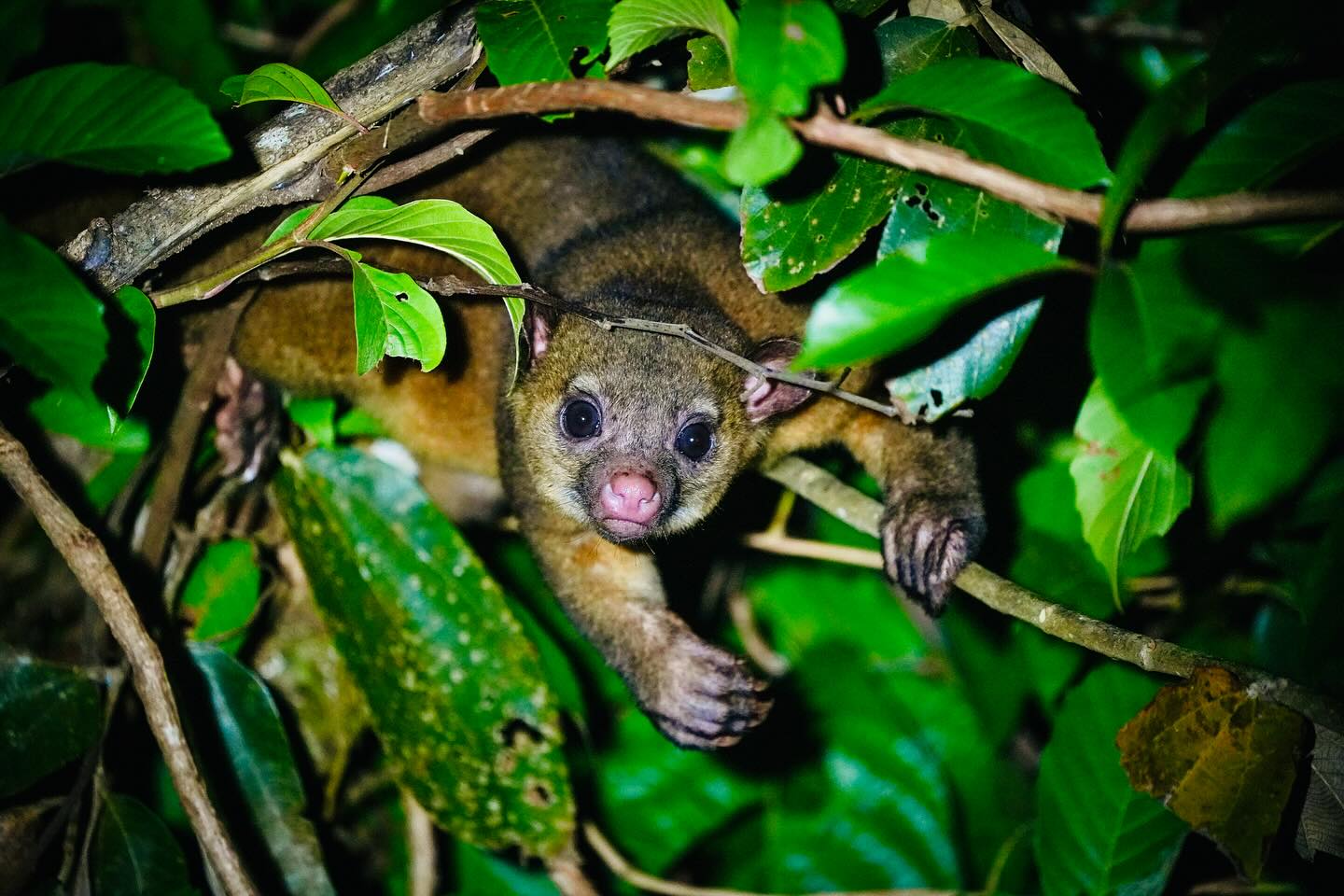 From the hush of the forest floor to the tangle of the canopy, Panamaās rainforests are teaming with mammals. These shots werenāt easy, but the Sony A7IV performed beautifully in the densest of foliage, low lest of light, and with these shyest of animals. Swipe through for 9 of the incredible animals witnessed during my recent photo tour.
1. Kinkajou
2. Brown-Throated Three-Toed Sloth
3. Hoffmannās Two-Toed Sloth (video)
4. White-Nosed Coatimundi
5. Western Night Monkey
6. Mantled Howler Monkey
7. Red-Tailed Squirrel
8. Geoffroyās Tamarin
9. Central American Agouti
#thechoiceofcreators #panamawildlife #rainforestphotography #sonyalpha #mammalsofthejungle #naturelovers #natureinfocus #junglediaries #thechoiceofwildlife @sony.unitedkingdom #kinkajou #monkeysofinstagram #slothsofinstagram
