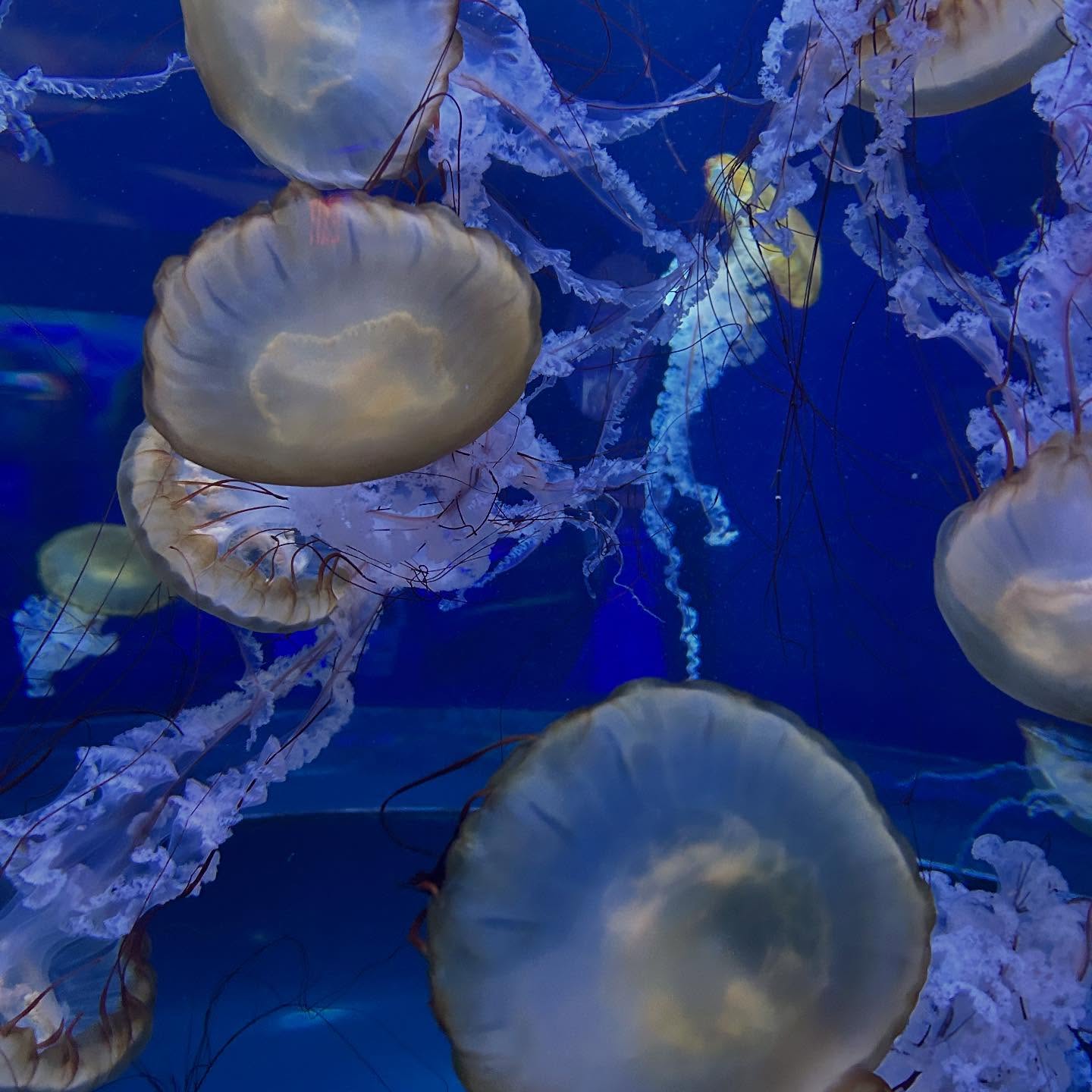 June so far🪼🪸🐝