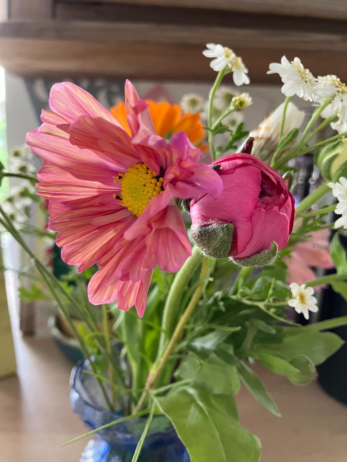 Igen i år kan vi bygge en fin lille bro (i matchende farver) mellem den sidste ranunkel og de første cosmos.
Der er stadig en lille håndfuld franske anemoner, pluk dem inden vi graver knoldende op 😀🌸
Dahlia’erne står med knopper mange af dem, mon ikke der er blomster at plukke fra midt i Juli. En fin anledning til en sommer-udflugt, med veninder eller måske som et lille pusterum i eget selskab, med tid til bare at være midt blandt sommerfugle og blomster, hvor ingen kræver eller forventer noget 💕🦋🌸🌞
Sommer-hilsner fra marken