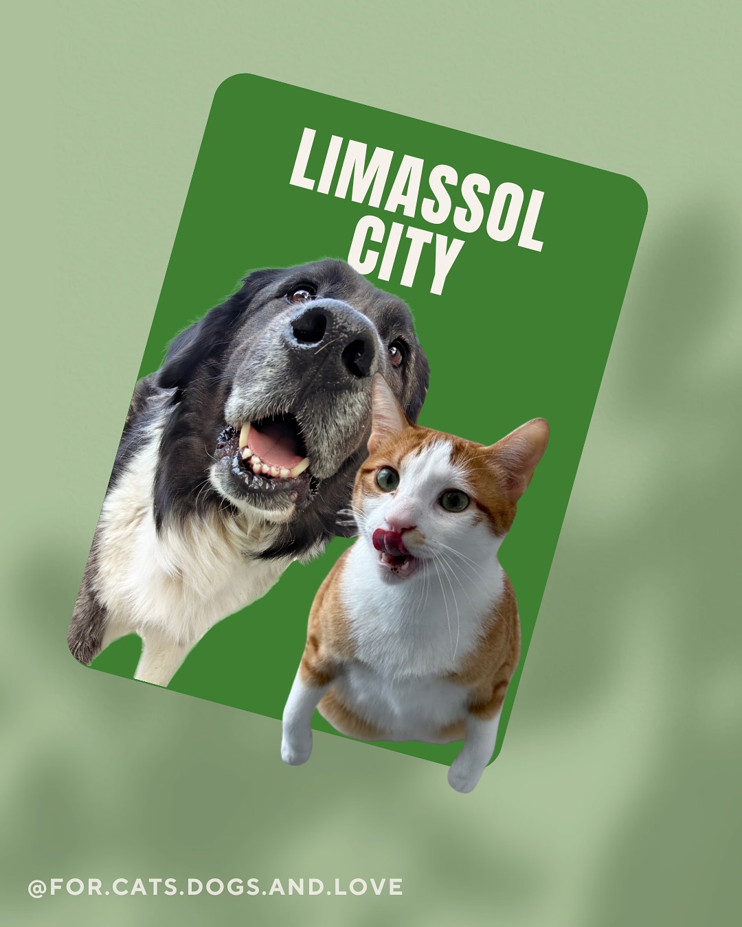 Looking for a pet sitter in Limassol? Then we are your people. 🐱🐶
If you are looking for a professional team to take care of your pet while you’re away, we’ve got you covered. A busy schedule makes dog walking a challenge? We are here for that too! All this, based in buzzing Limassol city 🏙️