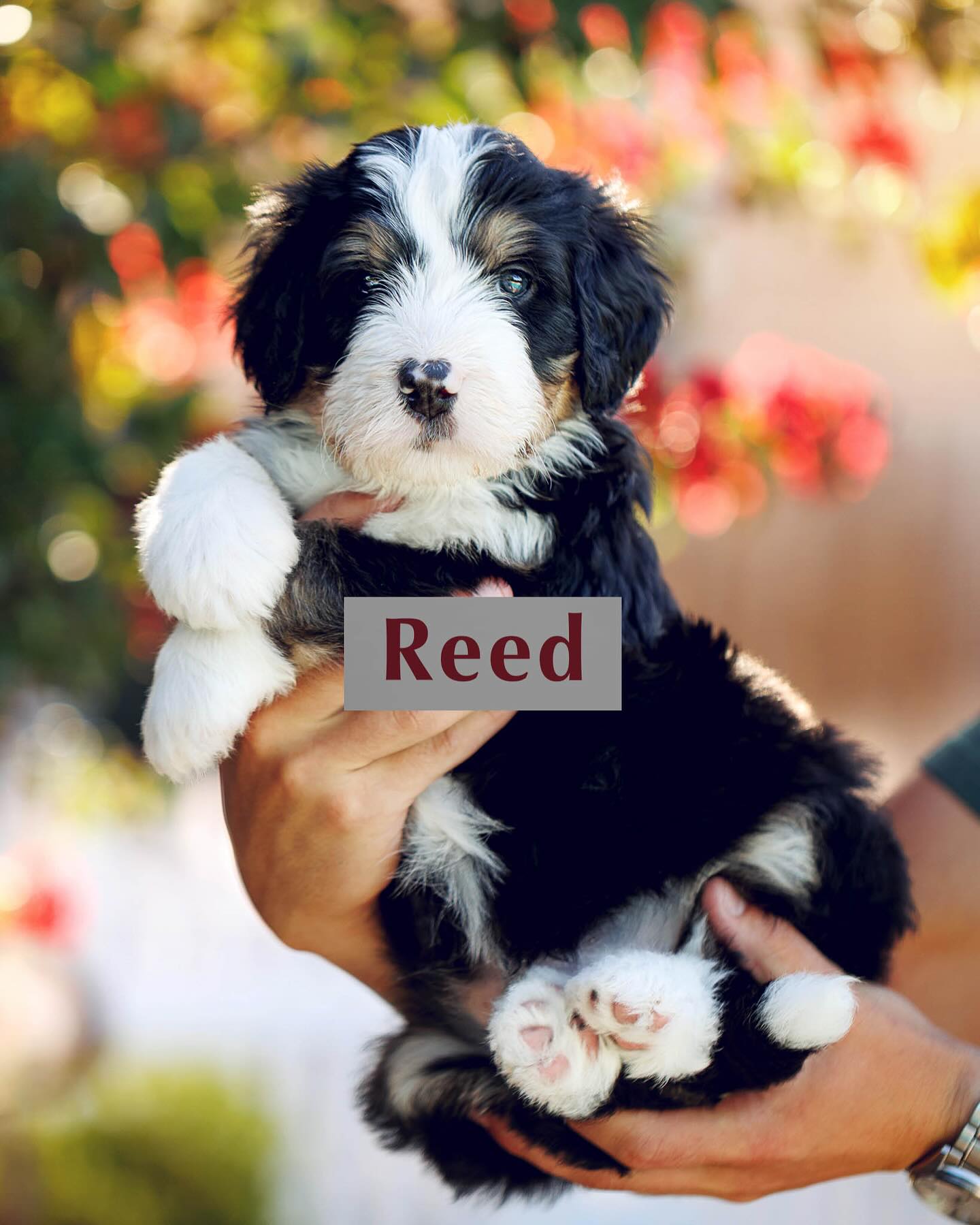 2 SPOTS LEFT!!! Remi’s puppies are officially 5 weeks old and getting cuter by the second! 🐶✨ just look at these gorgeous colors. 😍 These fluff balls are sweet, snuggly, and already showing off their loving personalities.
We just had two spots open up in this litter, and we know these cuties won’t be available for long! 💛 If you’ve been dreaming of adding a furry family member, this is your sign. 🐾
📩 DM us or head to the link of our website in our bio to fill out a puppy application!
#texashowdydoodles #bernedoodlepuppies #puppylove #texashowdydoodles #puppyculture #minibernedoodle #availablepuppies #furryfamilymember