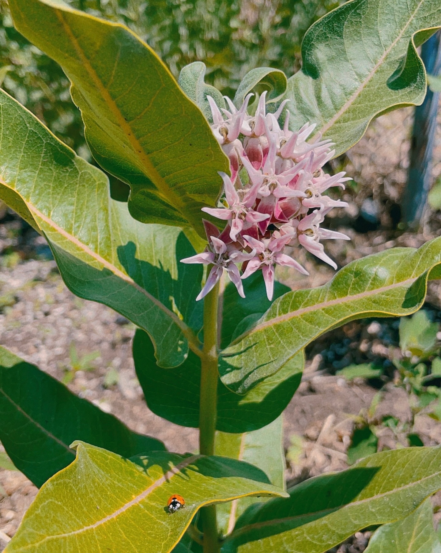 Welcome back to our series: TO KNOW IS TO LOVE 💕 We know it’s been a hot minute but what better way to start this summer solstice then introducing you all to our beloved showy milkweed 🌱 A native perennial to Colorado— she is known for attracting pollinators with her beautiful creamy pink flowers and oval green leaves. She is also known for playing a crucial role in the survival and migration of the monarch butterflies. Native milkweeds across the Americas are the only plants monarch butterflies use to lay their eggs and feed their caterpillars 🐛
But the story of milkweed and monarch butterflies is also a story of migration and colonialism. As a lot of us know, the endangerment of monarch butterflies are linked with the rapid loss of native milkweeds. Colonialism and capitalism has increased the climate crisis, use of herbicides/ pesticides, and logging & development which in turn affect the survival of milkweed and migration of monarchs. Not only does colonialism and capitalism harm our monarch relatives, it plays a large role in shaping the migration and survival of humans as well. Despite migration being ancestral, capitalism/ colonialism/ imperialism has created violence and impacted who, why, and what it means to move and migrate across these man-made borders today.
We end this with saying that just like we fight to be in right relationship with the Land, we are also fighting to be in right relation with each other. So plant more native milkweed. Learn more about native pollinators and plants. Keep each other safe through organizing community defense and rights training. Help feed each other. Take each other to appointments. Break down barriers/ borders not made for us. Dream of a world where our existence doesn’t need to fit into colonial, capitalist, white supremacist ways of being. We know that in order for us to achieve true safety and liberation, we must address the root of our problems. It requires the composting of empires and ideologies that benefit some and hurt others. Because none of us are free until we’re ALL free 🦋
ID in comments