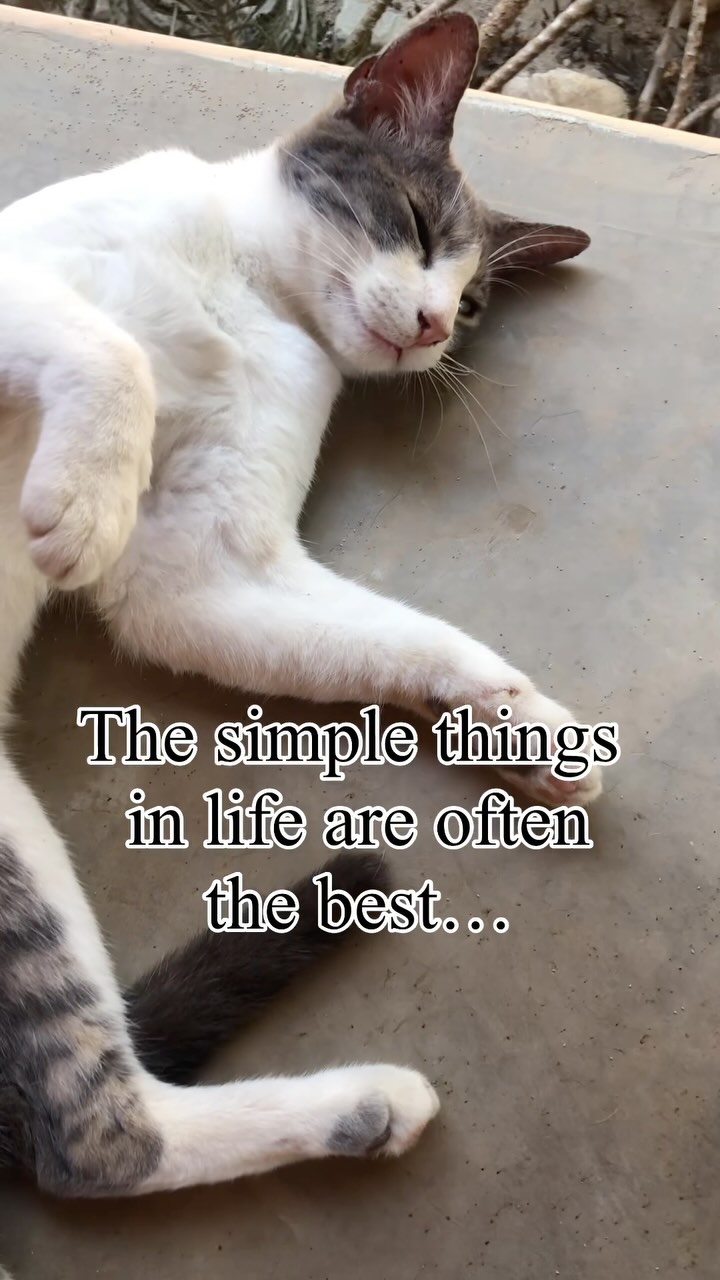 Some simple moments just feel good.
Please tag someone who needs to feel fuzzy inside.
My new single drops on Friday June 27 - follow for more
#SimpleThings #newmusic #IndieFolk #IndieArtist #CatReel #TheLittleThings #FeelGoodReel #CuddleCat #SmallJoyBigFeeling #AcousticVibes #SingerSongwriter #LifeInTheDetails #SongwriterLife #CatLoversClub #SimplePleasures #ReelMagic #FYP #ViralReels #ExplorePage #CozyVibes #AuthenticMoments #MusicThatFeels #ReelsThatConnect #ChillReel #catcontent