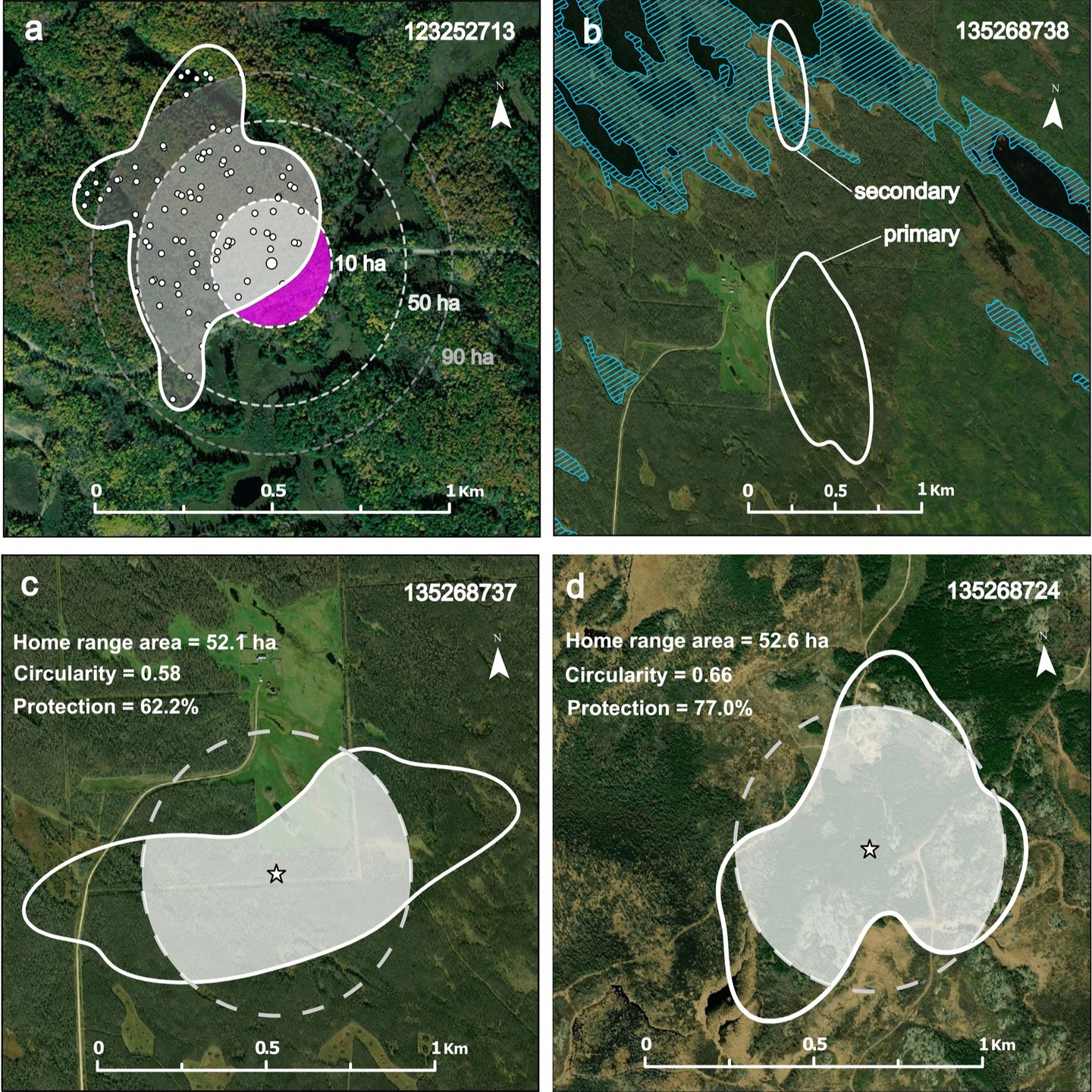 NEW CAPRIMULGID RESEARCH 1/5
The past two months have been especially productive for caprimulgid research - let’s take a look at some of the highlights together!
Kicking things off, a new study by the Canadian team led by Alicia Korpach offers valuable insights into the home ranges of Eastern Whip-poor-wills (Antrostomus vociferus). The study reveals remarkable variation in home range sizes, highlighting important implications for forest management and conservation strategies.
You can read the full article here: https://doi.org/10.5751/ACE-02804-200114