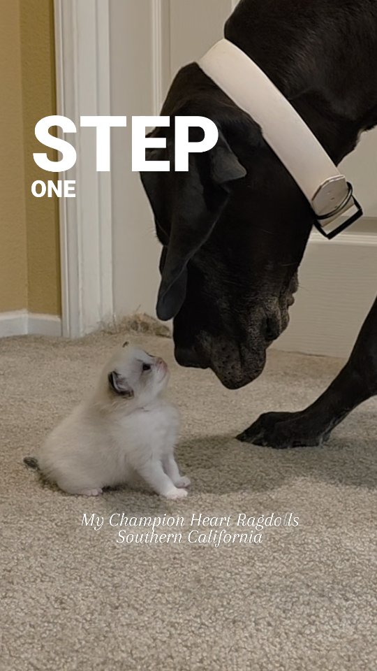 Early socialization is key! Our sweet Great Dane is gently getting to know one of Dumpling’s kittens, born May 30, 2025. Each day she gets a closer peek of these fur balls. Our kittens are raised with love, calm dogs, and nurturing hands to prepare them for a smooth transition into their forever homes. 💕
⭐️Waitlist is open!
📧Email MyChampionHeartRagdolls@gmail.com to reserve your place and bring home a sweet, affectionate "puppy cat."
#RagdollKitten #KittenSocialization #GreatDaneAndKitten #MyChampionHeartRagdolls #RagdollBreeder #KittenWaitlistOpen #DumplingsLitter #CatLovers #GentleGiant #RaisedWithLove
#猫 #小猫 #猫咪 #ragdoll猫 #kittenlove