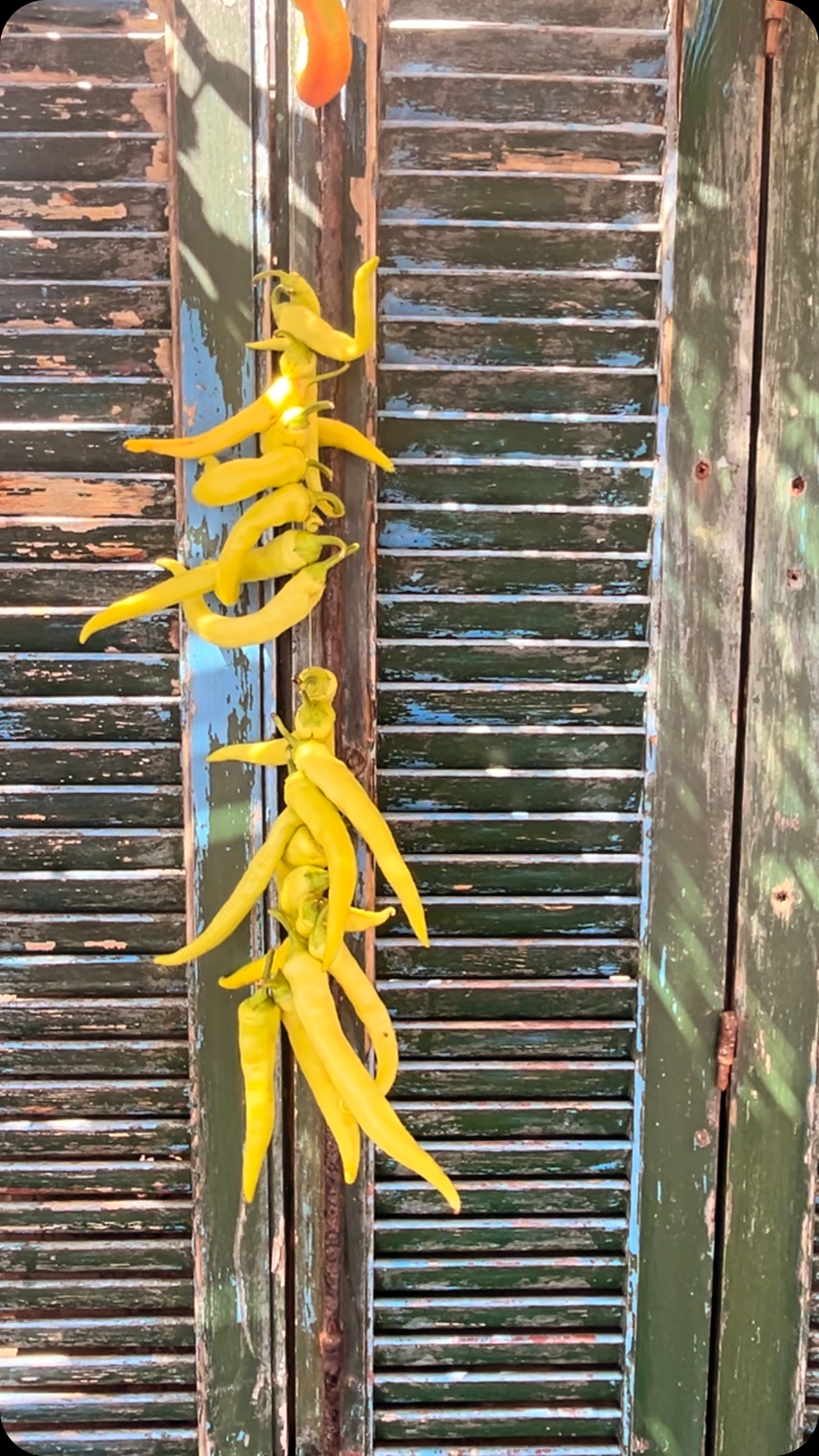 Golden threads of summer.
Hanging quietly under the Cretan sun — each pepper a memory, each wrinkle a whisper of the land. #gardentotable
#medcafe #medcaferestaurant #CretanSunlight #FromSoilToSun #SlowLiving #GardenRituals #crete #mediterraneanfood