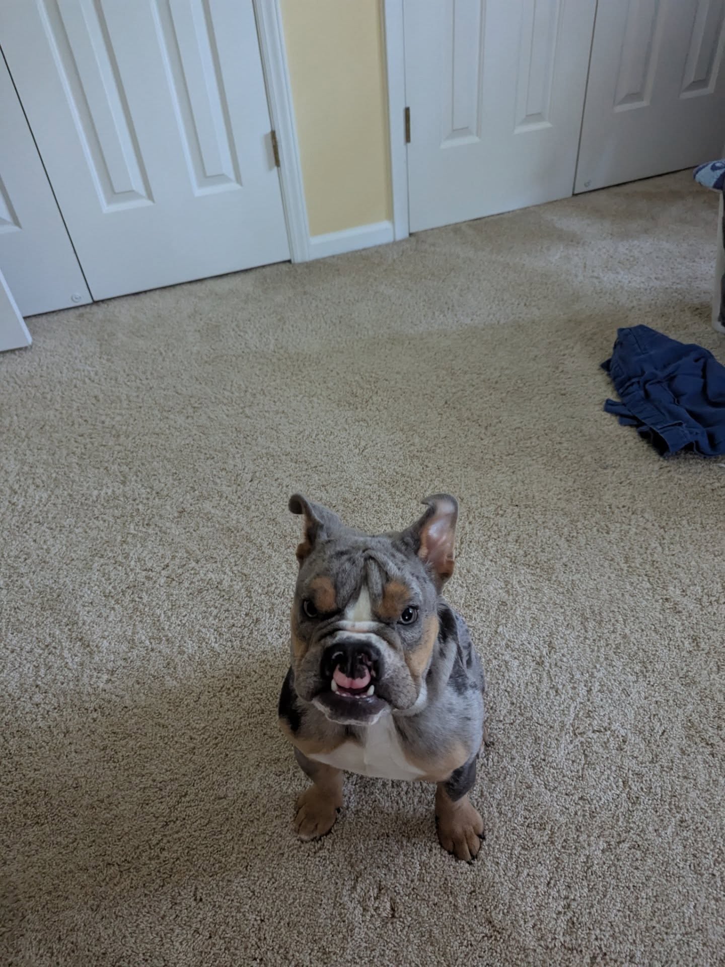 My editing partners for the next week. #indieauthorcommunity #puppies #furbabies #amediting #atobad #thedarkgate