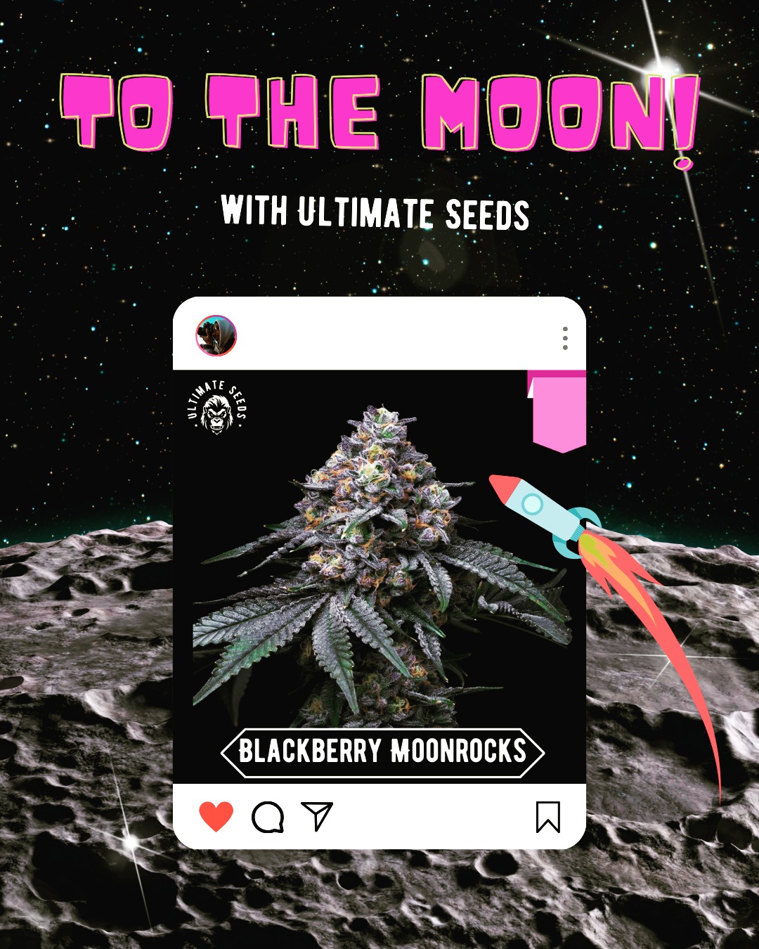 Are you going to the moon with us? Let's enjoy your summer growing adventure with our autoflowering Blackberry Moonrocks!🚀🚀🚀
@ultimate_seeds