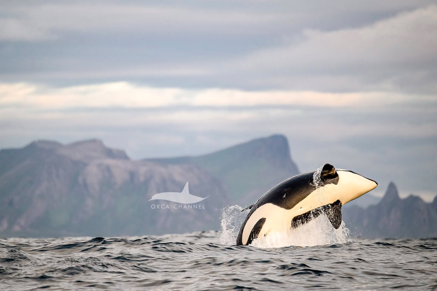 Krisztina Balotay @krisztinabalotay