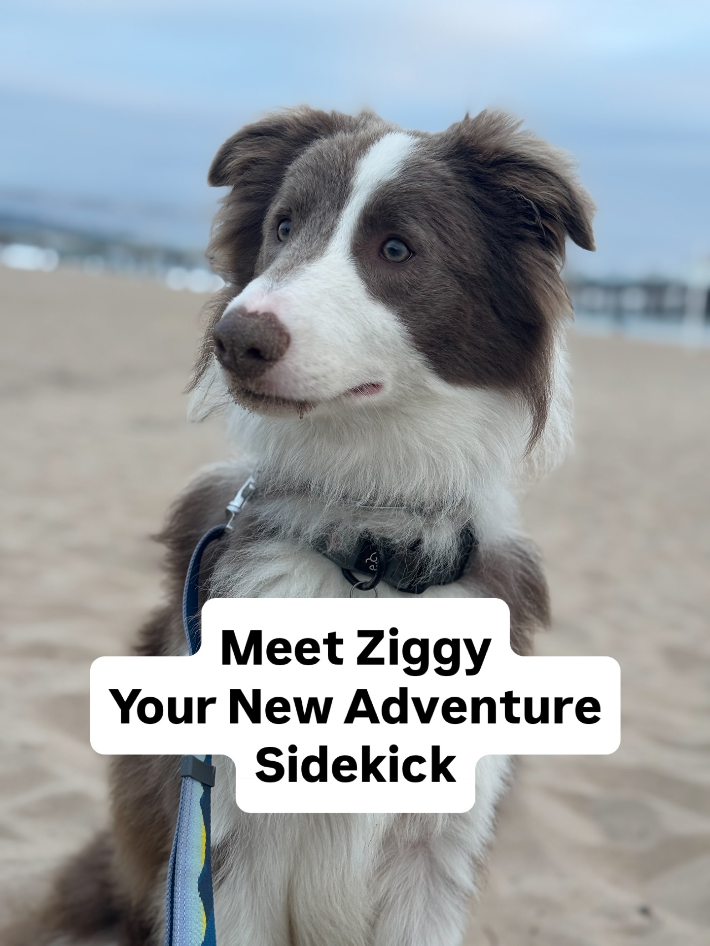 Meet Ziggy â Your New Adventure Sidekick
Ready to add a little zip to your life? Meet Ziggy Stardust, the 9-month-old Border Collie with brains, bounce, and a whole lotta heart. Weâve been fostering this sweet, sassy goofball for the past 6 months, and trust usâheâs the total package.
Ziggy is a professional frisbee catcher, and full-time hiking and herding pup. He gets along with everyone, aims to please, and is always up for a good timeâwhether itâs chasing a ball or stealing your spot on the couch.
Ziggyâs dream? An active family with a yard to zoom in, and humans who will match his energy and love him forever.
Apply now before he steals someone elseâs heart đĽ