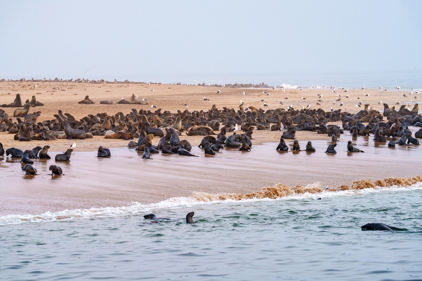 Sea lion paradise glimpsed from the catamaran. 🦭🇳🇦
📍Walvis bay
📸 @seanhsueh8291
#namibia #travel #travelafrica #travelnamibia #walvisbay #swakopmund #catamaran #seal #dunes #ocean #travelgram