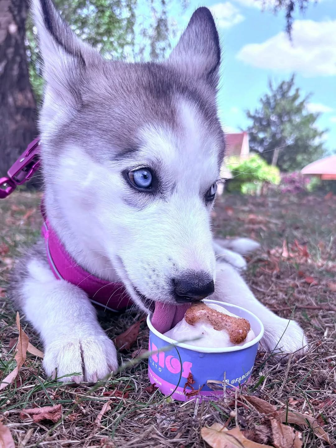 How cute! A doggy customer enjoying our doggy gelato #dogicecream #gelato #icecream #hitchin #letchworth #london