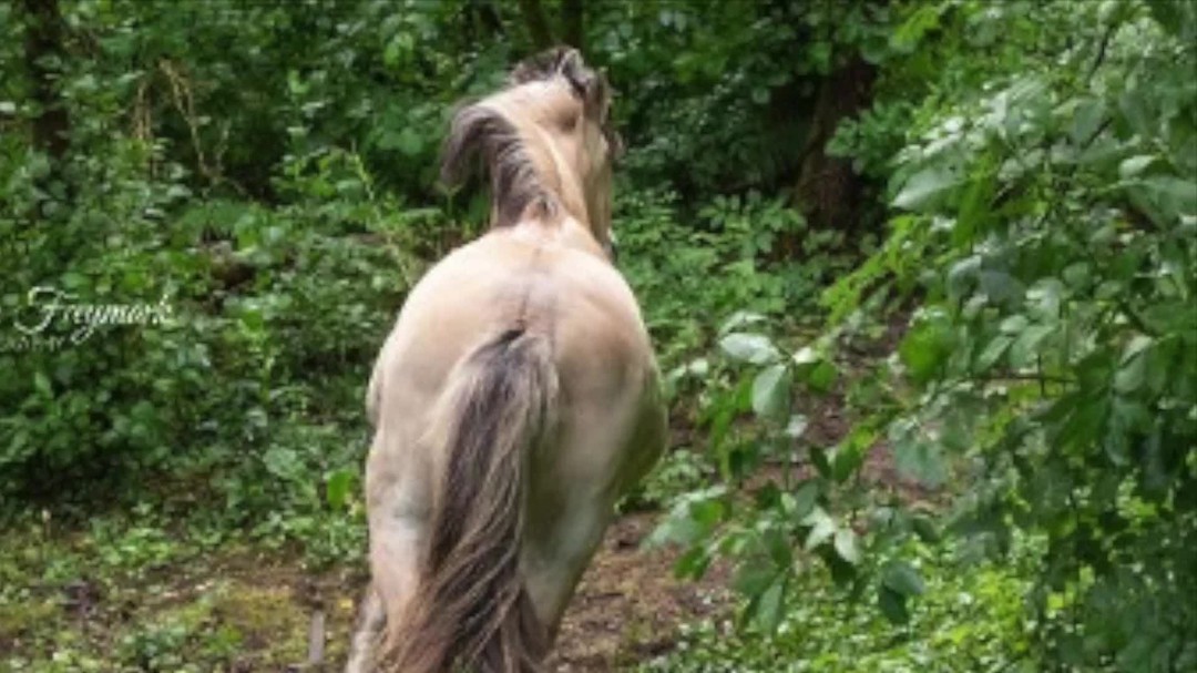 Kostenlose 5-teilige Webinarreihe "Ohne Angst ins Gelände"
„Ohne Angst ins Gelände – Dein Weg zu mehr Sicherheit beim Ausreiten“
👉 Du liebst dein Pferd, aber Ausreiten fühlt sich manchmal unsicher an?�
👉 Du wünschst dir mehr Kontrolle, weniger Angst – und echte Verbindung?
Dann schau dir jetzt mein neues Video an:
�🎥 „Ohne Angst ins Gelände – Fit fürs Gelände“�🔗 https://youtu.be/Tk_C0sQUtec
Ich zeige dir in den 5 kostenlosen Webinaren, wie du mit mehr Vertrauen ins Gelände reitest – mit einem Konzept, das funktioniert.
�Egal ob am Boden, im Sattel oder allein unterwegs – mit dem Pro Ride Horsemanship-Ansatz bekommst du endlich Werkzeuge, die dich sicher machen.
💛 Starte mit der kostenfreien Webinar-Reihe ab dem 24. Juni 2025
�📆 Alle Infos im Video + auf meiner Webseite https://www.anja-schwien.de/event-list
➡️ Jetzt reinschauen und teilen, wenn du Reiter:innen kennst, die das brauchen!
#OhneAngstInsGelände #WebinarMitAnja #ProRideHorsemanship #AusreitenMitVertrauen #SicherReiten #Pferdemensch #Trailtraining #ReitenMitGefühl #Bodenarbeit #ReitenLernen #PferdeLiebe