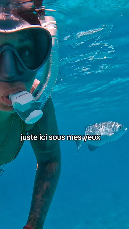 J’ai encore du sel dans les cheveux et les étoiles dans les yeux.
À seulement 50 mètres de mon hôtel, je me suis glissée dans la 2ᵉ plus grande barrière de corail au monde 🌎🐠
Roatan m’a complètement émerveillée… ici, chaque plongée te reconnecte à la beauté brute de la Terre.
Qui viendrait plonger ici avec moi ? 🌊
#roatan #barrierdecorail #plongée #snorkelingtrip #voyageuse #femmetravel #fyp #foryoupage #fypシ゚ #voyagerplus #tropbeaupourêtrefaux
