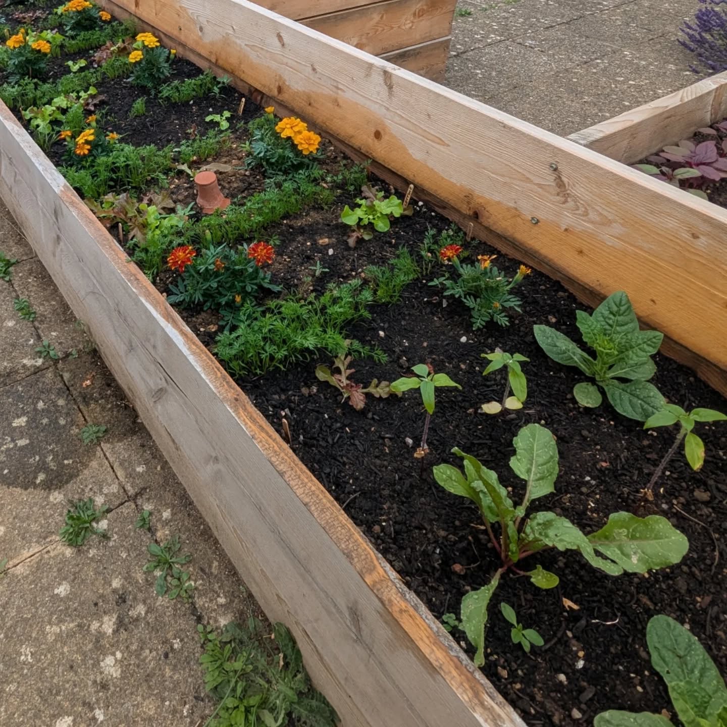 Community Garden mini meet up today 😁 Everything is looking lovely, and the polytunnel is absolutely heaving with tomatoes 🍅🍅🍅