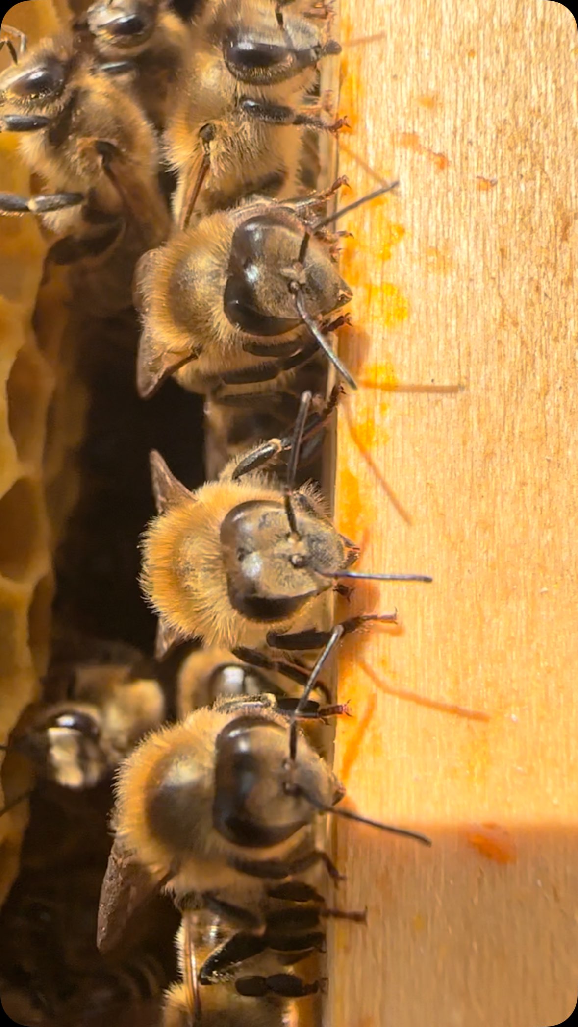 Kleine Helfer mit großer Wirkung!
Honigbienen spielen eine zentrale Rolle bei der Bestäubung von Blütenpflanzen und zählen zu den wichtigsten Helfern in diesem Prozess. 💪
Im Gegensatz zu Wildbienen, bei denen nur die Königin überwintert, überlebt bei den Honigbienen das gesamte Volk mit 5.000 bis 10.000 Tieren den Winter. So können sie bereits im frühen Frühjahr mit der Bestäubung beginnen.
Ihre Arbeit ist so wirkungsvoll, dass Honigbienen nach Rind und Schwein, als das drittwichtigste Nutztier für den Menschen gelten. Dabei ist nicht nur die landwirtschaftliche Ernte auf sie angewiesen. Auch die Artenvielfalt in der Natur hängt stark von der Bestäubung durch Bienen ab. Ohne sie würden viele Pflanzenarten verschwinden. Das hätte schwerwiegende Folgen für zahlreiche Tiere die sich von den Früchten und Samen dieser Pflanzen ernähren. 🌿🌸🌼
#Honigbiene #Bienen #Bienenretten #Bienenfreundlich #Bestäubung #Naturwunder #Artenvielfalt #Umweltschutz #Biodiversität #Nachhaltigkeit #Umweltbildung #Nutztier #Naturbewusst #Pflanzenvielfalt #Landwirtschaft #Ökosystem #Bienenleben #Wildbienen #Bienenvolk #Blütenpracht #Insektenfreundlich #SchütztdieBienen #Naturerhalten #Pollinators #SaveTheBees #BeesOfInstagram #BeeFriendly #PlantForPollinators #EcoAwareness #ProtectNature
