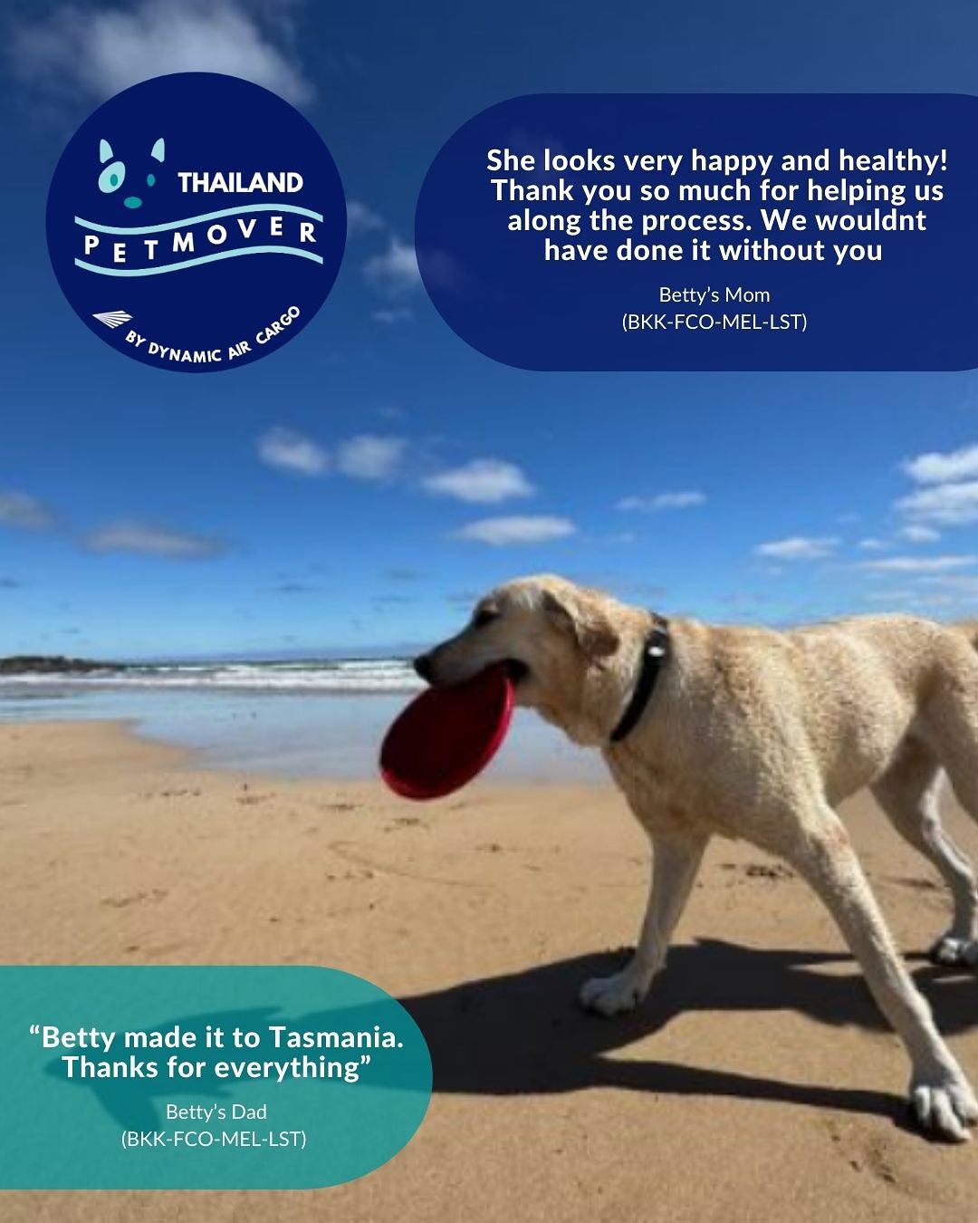 🇹🇭 🛬 🇮🇹 🛫 🇦🇺
After years of planning and waiting, Betty has now arrived safely in her new home in Tasmania, Australia 🥰 Swipe for more photos of her journey with special thank you from her Pawrents for all the updates and kind words!
——————————————————
🐶 Thailand Pet Mover
🐱 Where Pet Lover Meets Pet Mover
🐰 Inquire via LINE: @thailandpetmover
🐯 Or Email: service@dynamicaircargo.com
🐹 Our DMs are not monitored
🐷 A trade mark service managed by Dynamic Air Cargo, a member of IPATA and IATA.
——————————————————
Please make sure you contact direct to our customer service team
#bangkok #traveller #importer #exporters #animals #thailandpetmover #petrelocationservices #petrelocation
#animallovers #pet #petmoverthailand #petshipping #dynamicaircargo #thailandpetrelocation #petrelocationthailand
#worldwideshipping #petmover #petlover #cats #doglover #ขนส่งสัตว์เลี้ยงไปต่างประเทศ #หมา #แมว #ขนส่งสัตว์เลี้ยง #doglovers #dogs #pets #petboarding
