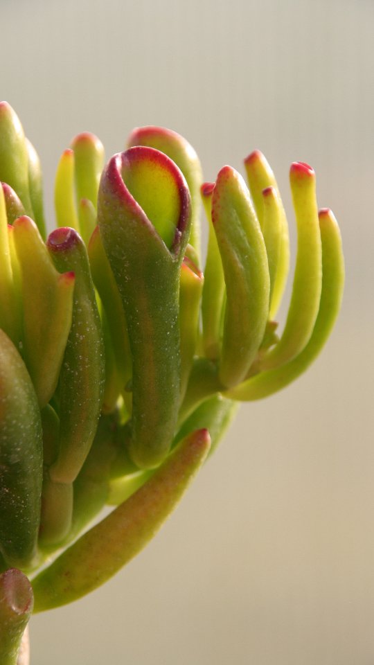 #CrassulaGollum #Pflanzenliebe #Sukkulentenliebe #UnboxingJoy #Kundenliebe #Zimmerpflanzen #PlantAddict #VerpackungMitLiebe #SupportSmallBusiness #FürDich