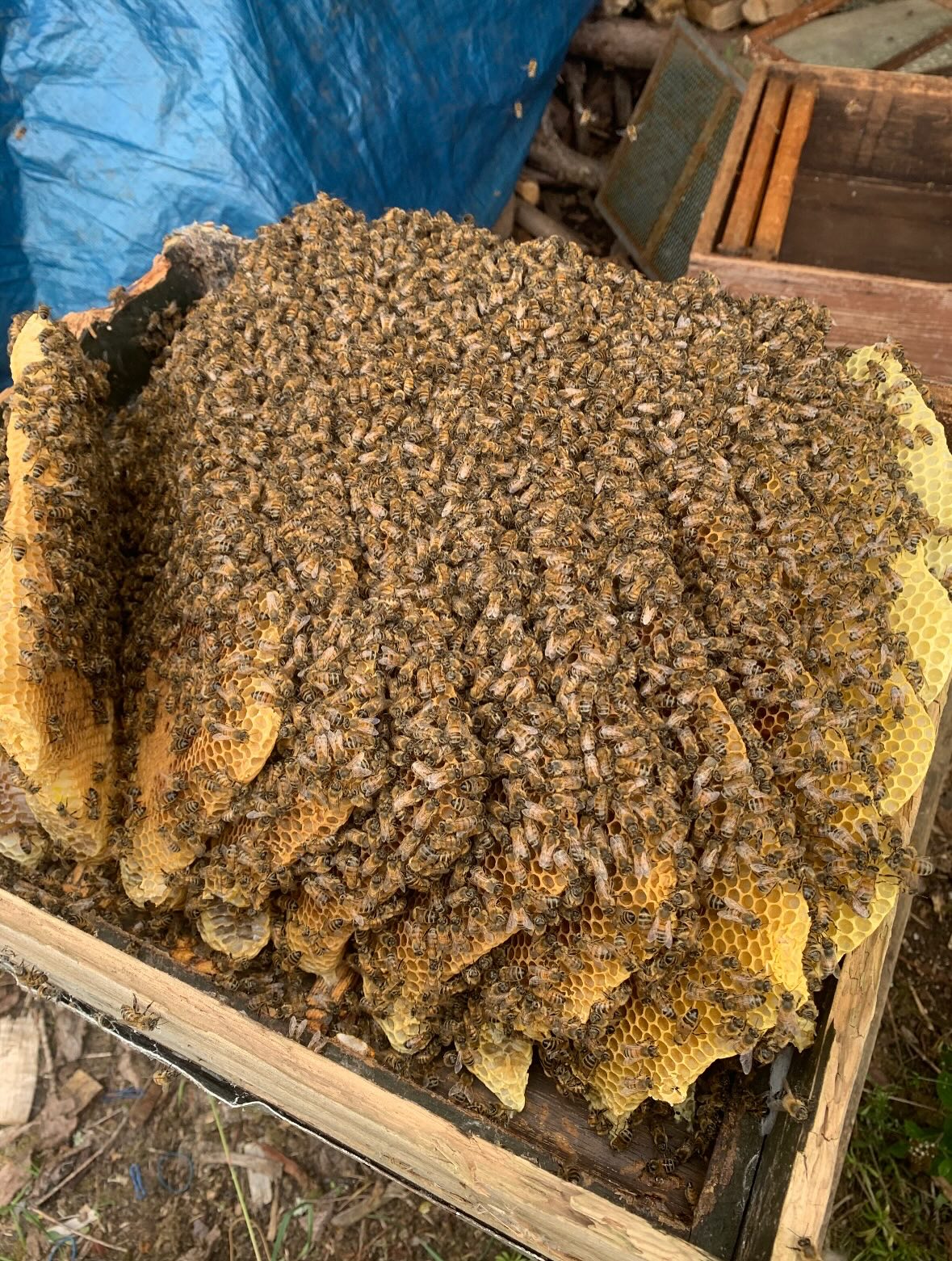 This weekend we helped out a fellow beekeeper who was having problems with her hives. Bees, like humans 😉, can be unpredictable, feisty and despite our best intentions, do not always behave as we expect. Ian and Katie were called to try and restore some order to the chaos!
We opened up this hive, found out the bees were under the lid, rather than in the main hive. This is where we turned from beekeepers into surgeons and cut out the wax from the roof with the brood and honey. We then elasticated this to some fresh frames with no foundation and put it in the brood box. We checked and found a healthy Queen before closing the hive and letting the bees go about their business. Hopefully when we return, the bees will be happier and thriving.
Nobody was stung during the procedure and we escaped unscathed, apart from some nasty scratches from the brambles!!
Every time you open a hive, you can never be sure exactly what’s been going on, but that’s what makes beekeeping so fascinating! 🐝🐝🐝