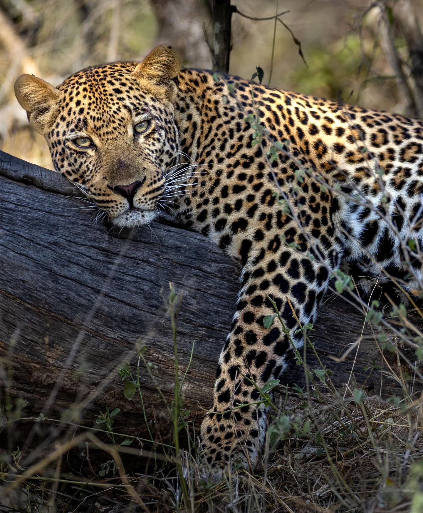 The life of this young male leopard in Kruger National Park seems so different to the lives of similar aged male leopards in the nearby Sabi Sands Nature Reserve. In the latter he would be a highly habituated young cat, venturing close to people, followed relentlessly by vehicles with tourists brought so close they could photograph him effectively with a cellphone. In Kruger he’s wild, shy, but as with all leopards when he wants you to see him, he will lounge in your company, retreating when he’s had enough of our constant chatter. Grow big and produce many cubs stunning young man♥️
#bigcats #krugernationalpark #leopard