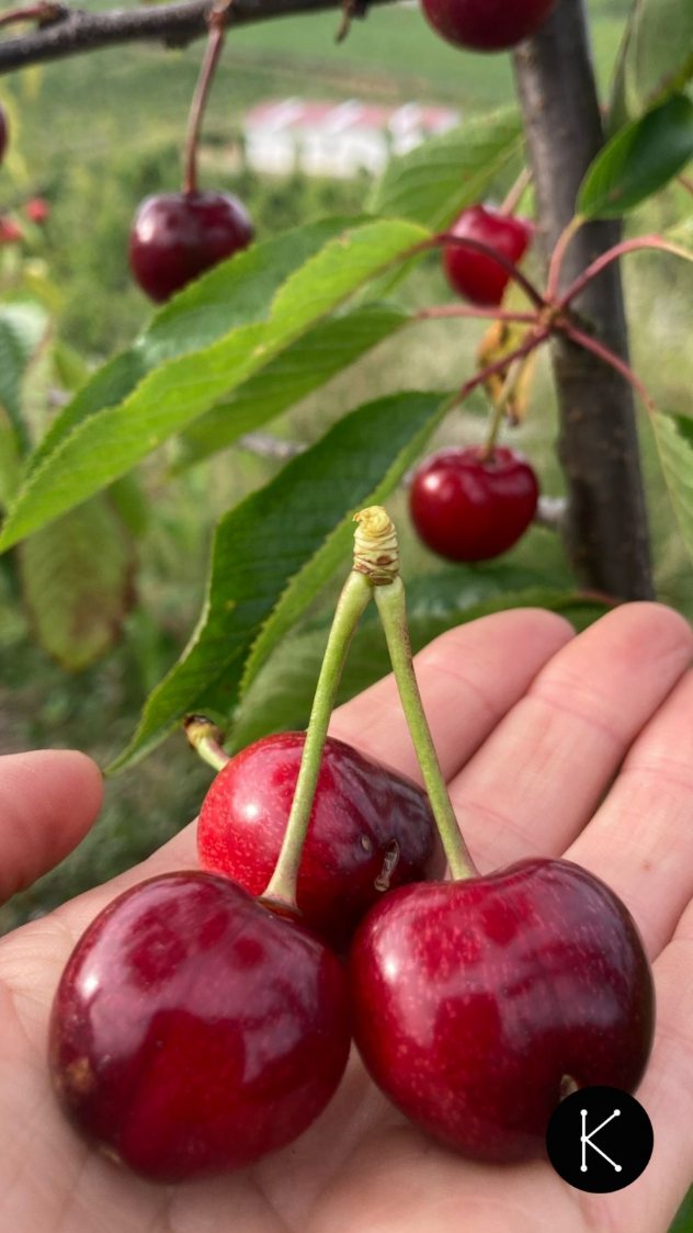 Esta semana comenzamos la cosecha de 2025 🧺🍒
Una parte de la fruta ya está madura, aunque no toda, y poco a poco irá llegando a las fruterías en nuestras cajas (en las tiendas de Allande y Cangas del Narcea) o en las de @feitoytoyosa (en el resto de Asturias).
En la época de la inmediatez, agradecemos mucho que comprendáis que la naturaleza necesita su tiempo para entregar sus frutos y que, a medida que nosotros vayamos recogiéndolas de la plantación, irán llegando progresivamente a las tiendas (solo se pueden comprar en tienda, de momento no hacemos envíos).
¡Gracias por vuestro apoyo!