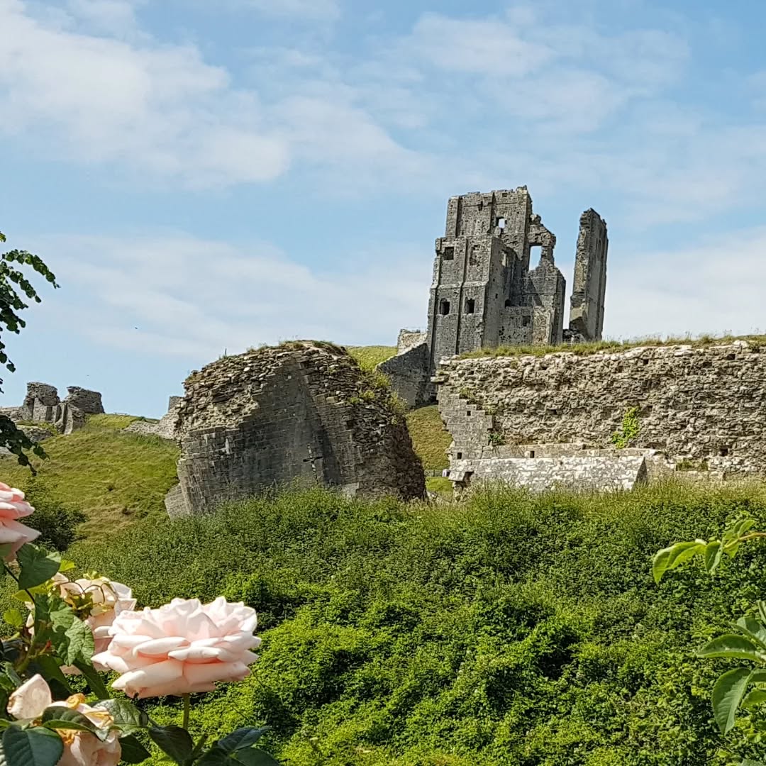 Remember to stop and smell the roses as you travel on your way today 😍😊
Corfe Castle in the Purbeck Hills, beautiful Dorset.
#corfecastle #dorset #gratitude #mindfulmoment #england