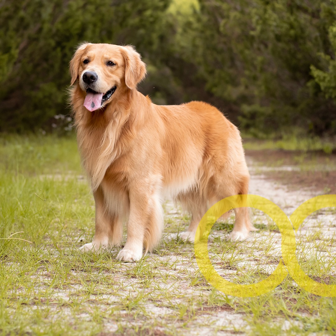 "Non è facile raccontare tutto quello che Leo è stato.
Ma sappiamo una cosa: non è finito tutto lì.
Ci ha lasciato un modo di stare al mondo: con dolcezza, pazienza, fedeltà.
E grazie a chi ci ha accompagnati con rispetto, oggi possiamo dire di aver celebrato un Ricordo Infinito.
Perché anche gli animali hanno un’anima.
E Leo ne aveva una grande, calda e luminosa.
Proprio come il suo pelo.
Famiglia di Leo"
🕊️ In memoria del nostro gigante buono. 🐾💖 Link in Bio
#animalovers #funeralpet #goldenretriver