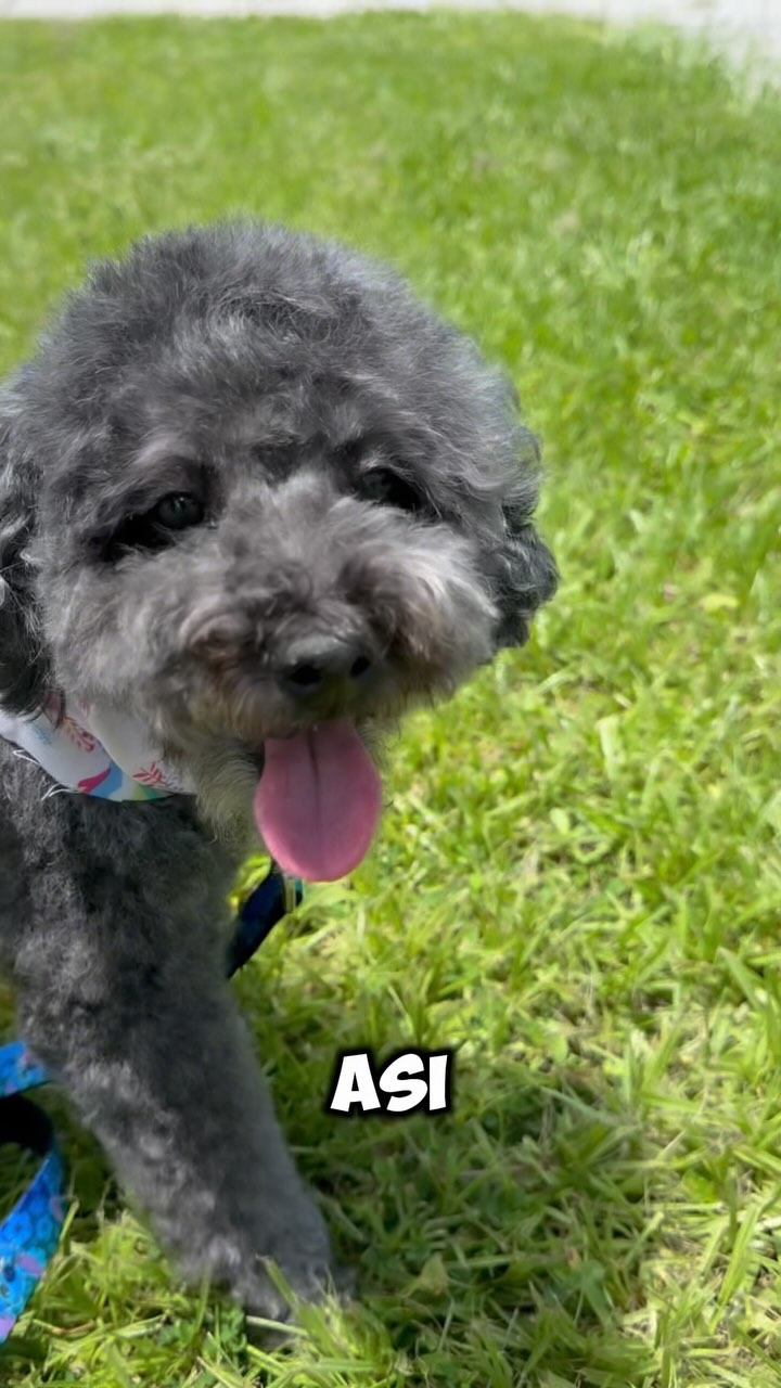 Grooming a la hermosa Maya 🐶✂️🥰 Así quedó luego de su recorte y baño ✨
ㅤ
ㅤ
#Grooming #CachorrosRD #Florida #Pets #Mascotas #Orlando #Latinos