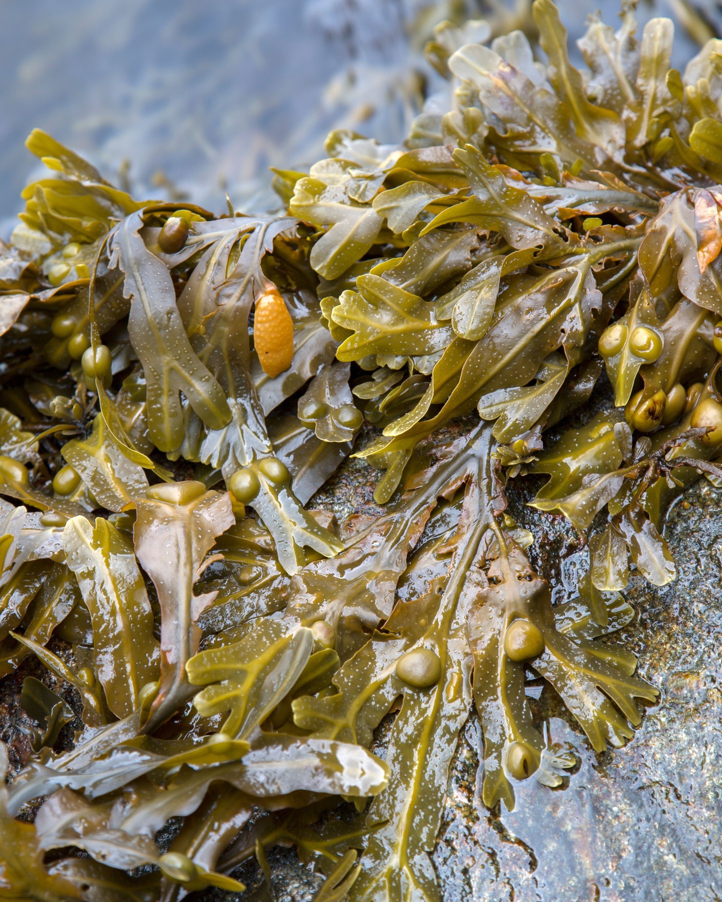 intact Nutrix 🌱
100% seaweed extract: concentrated abiotic stress-preventing pure Ascophyllum nodosum, biostimulant with primactive effect.
Used in combination with intact products improves growth, flowering, fruit retention, quality & yield
for an optimal #growingsolution.
#intactsolutions #zeroresidue