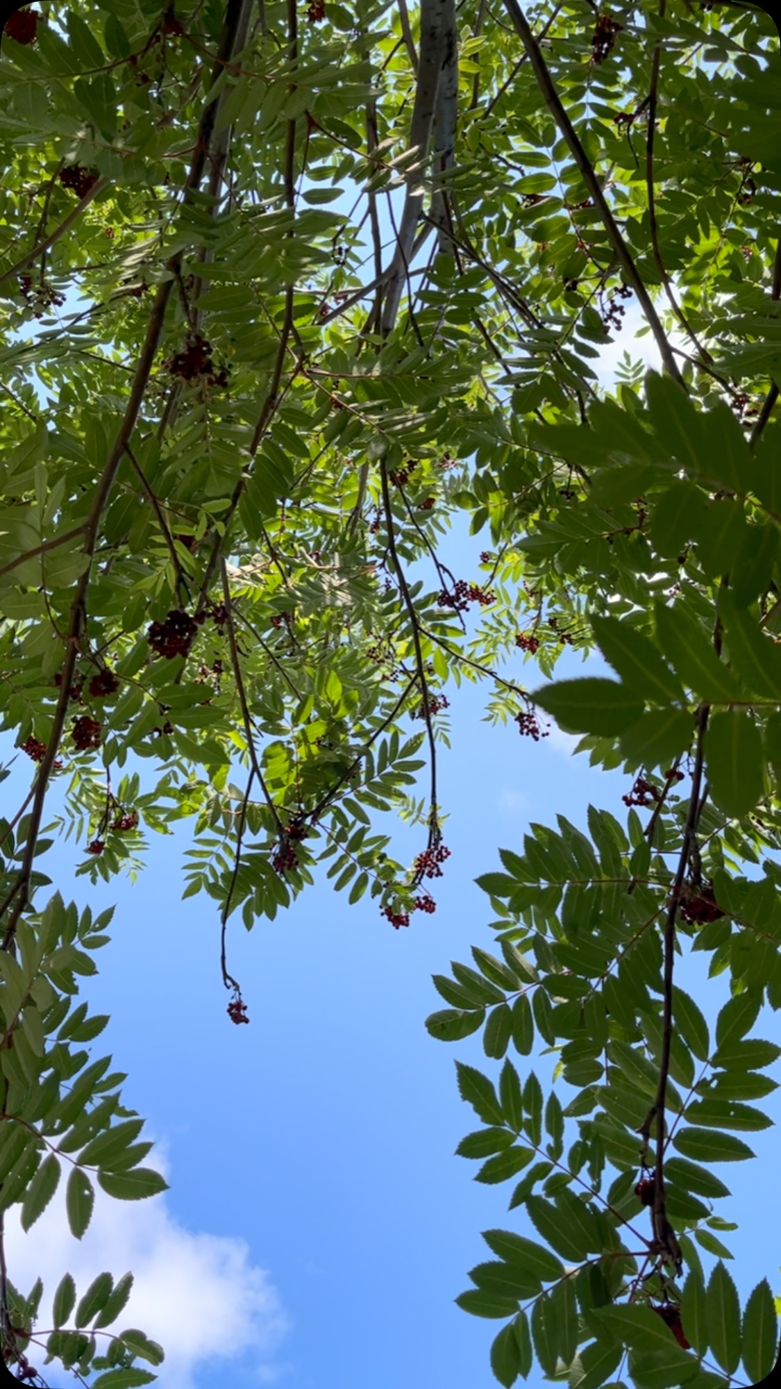 Next time you rest under the shade of a tree. Remember there are unseen roots that hold you.
Sensing this shelter and holding from both above and below is one of my favourite things. Feels like magic to me.