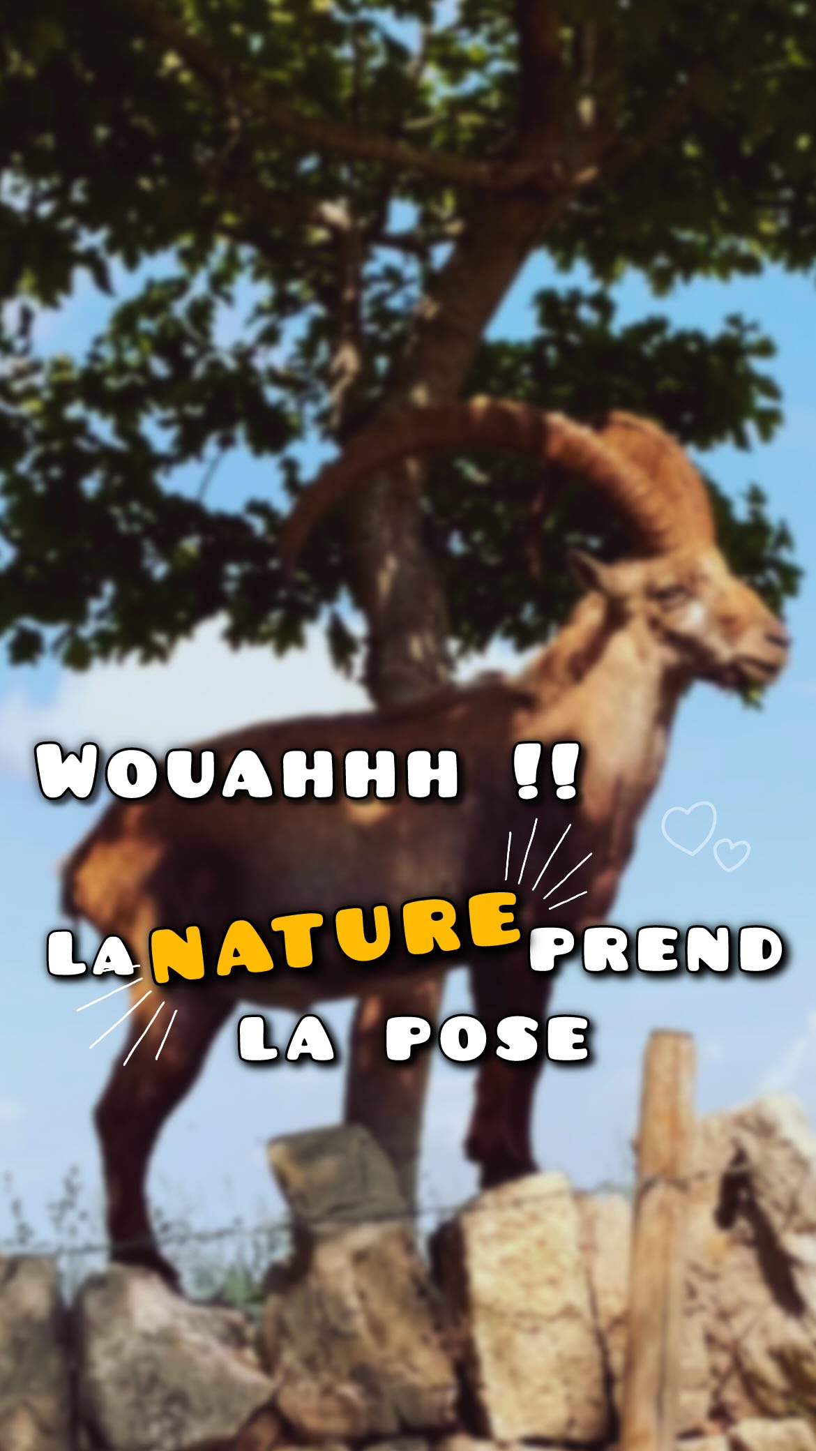 Un moment magique avec la nature 💫
Un animal imposant prend en quelque sorte la pose avec un arrière plans merveilleux 🤩