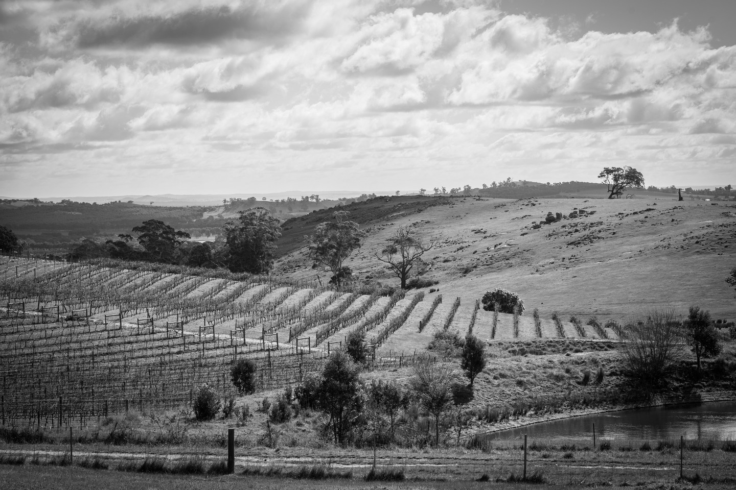 The quiet beauty of winter: rows of vines in perfect symmetry, waiting for the warmth of spring.
Join us for stunning views and some exceptional wine from 11-5 any day of the week.
.
.
.
.
.
.
#macedonrangeswine #visitmacedonranges #macedonrangesnaturallycool #visitvictoria #daylesfordmacedonrangestourism #daylesfordmacedonranges #daylesfordmacedonlife #lancefield #cobaw #explorevictoria #countryvictoria #macedonranges #granitehills #granitehillswinery #victorianwine #wineaustralia #macedonrangeswinery