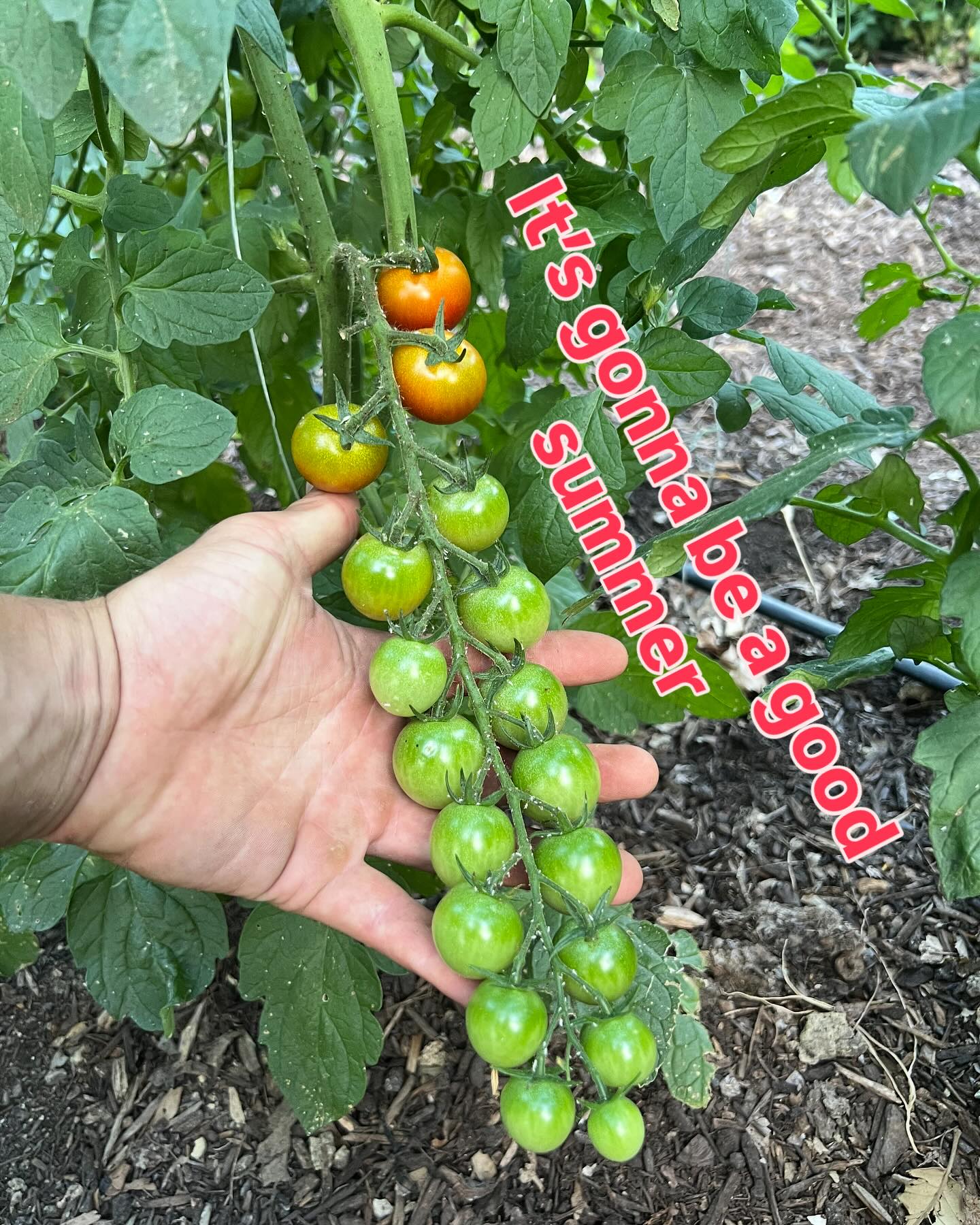 Despite our white fly and aphid issue (trying to resolve with some organic options), things are looking up this summer. Thankful for a super hardworking field crew putting in the work on these hot days to grow some beautiful crops (like this nice long truss of sakura cherry tomatoes 😍)