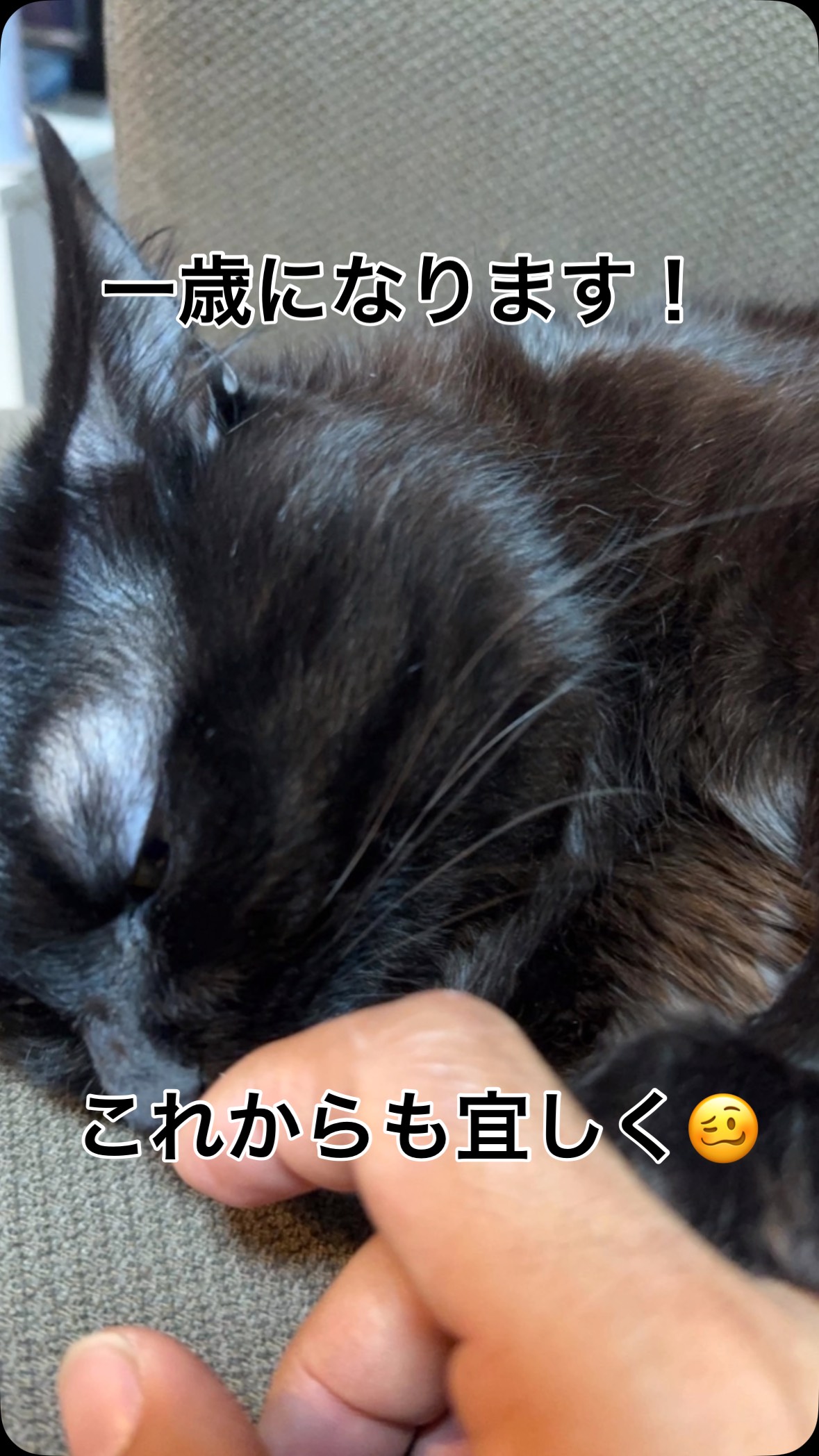 #蓮 #レインボーハス園 #生出 #生前整理 #ハウスクリーニング #コリーヌドゥガブリエル #盛岡市 #遺品整理弘光#猫