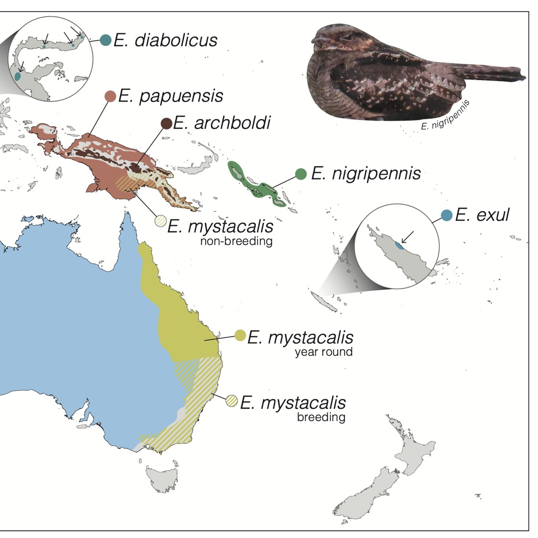 NEW CAPRIMULGID RESEARCH 5/5
To wrap up this round of newly published studies on our beloved avian group, we return to the fascinating world of genetics. Jenna McCullough and her team have unravelled the evolutionary relationships between the two "Eared Nightjar" genera (Eurostopodinae). As often happens with genetic research, the findings challenge previous assumptions based on morphology.
Their results reveal that Eurostopodus nightjars form a sister clade to all other caprimulgids, while Lyncornis - despite sharing notable morphological similarities with Eurostopodus - is more closely related to the rest of the goatsucker family. This study not only clarifies the evolutionary history of these enigmatic species but also underscores the power of genomic data in resolving long-standing systematic uncertainties.
If you are a fan of phylogeny and systematics, you will want to check out the full paper here: https://doi.org/10.18061/bssb.v4i1.10183