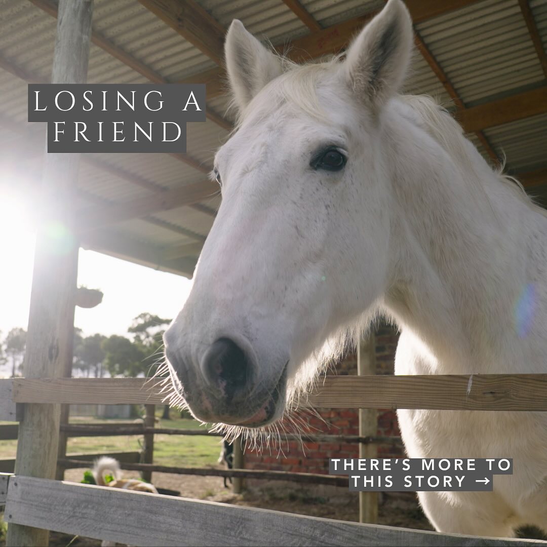 Sometimes, when you follow that still, small voice inside… what unfolds is both beautiful and heartbreaking.
Tomorrow, we’re sharing a story that changed us—and one we now carry forward in Big Ben’s honor.
🕊️ Read the full tribute to Big Ben in the Rescued Hearts newsletter—coming Wednesday.
👉 Subscribe at rescuedheartsfilm.com/subscribe
With deep gratitude to Candice and Matt for welcoming us into their world and sharing their beloved herd with us 💛
#RescuedHeartsFilm #InMemoryOfBigBen #HealingWithHorses #HorseWisdom #HorseLove #EquineMagic #GriefAndGrace #HorseTribute #FollowTheSigns #SoulfulGoodbye