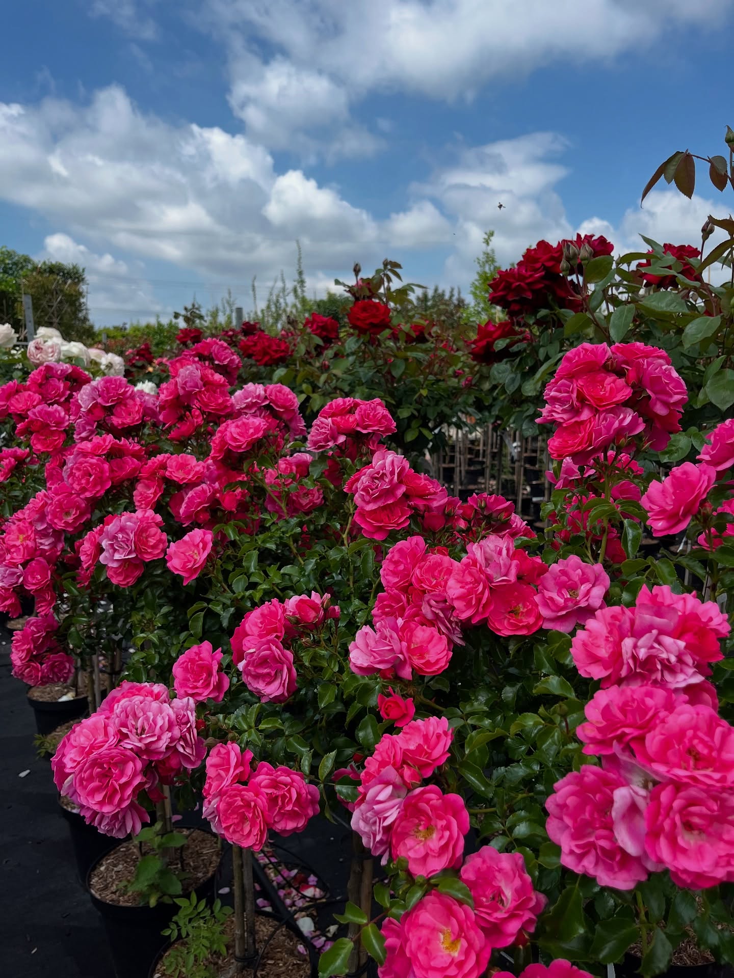 Im Rosenhimmel 🌹💐🩷
Aktuell ist der Blühhöhepunkt der Rosen. Rosen sollten in keinem Garten fehlen. Wir haben viele verschiedene Stammrosen, aber auch andere Rosengruppen vorrätig. Wir haben unterschiedlichen Stammhöhen und Sorten. Hier ist ein Einblick in unsere Sortenvielfalt, komm vorbei und mache dir selbst einen Überblick.
Vielleicht suchst du auch noch ein Geschenk? Bis bald!
#rosen #rosenliebe #rosenstämmchen #baumschule #baumschulenterbrack #pflanzen #pflanzenliebe #garten #stauden #noackrosen #kordesrosen #tantauroses #bunt #farbe #gärtner #ausbildung #ahaus #vreden #heek #kreisborken #boomkwekerij #enschede #münsterland #ochtrup #steinfurt #stadtlohn #gronau #gärtnerei #gartencenter