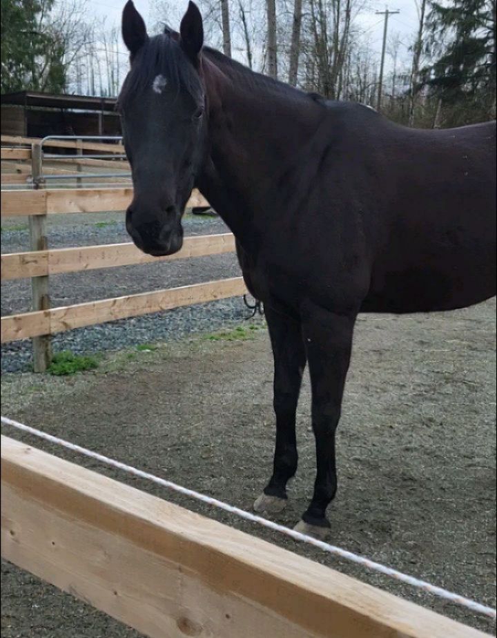 Our youth have an amazing opportunity to connect with horses! Youth spend their time at the ranch learning to care for the horses and teaching the horses new skills. It's a beautiful relationship to watch blossom!
Thanks @fullbloom_guidedbyhorses for everything you do with our youth!