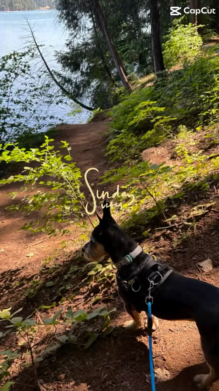 These are the memories I want to remember.
Not the hazy nights.
Not the regrets.
But this —
Beach days with my wife.
Mountain adventures with our daughter.
Our dog living her best life.
The quiet joy of being fully present.
Sobriety gave me this clarity.
This peace.
This presence.
Sundays used to be recovery days.
Now they’re family days.
Soft, sacred, and full of meaning.
If you’ve been wondering if it’s time to make a change…
This is your sign.
The Sober Reset is waiting.
And so is the life you’ve been craving. 💛
#SoberSundays #MemoriesThatMatter
#TrustTheProcess
#ADHDAndAlcohol
#LoveIsLove
#ChooseYou
#PrideMonth2025
#PrideMonth
#SoberReset
#SelfCareIsNotSelfish
#LGBTQIA+
#soberhealing
#HealingJourney
#StartToday
#SoberCurious
#AlcoholFreeJourney
#HealingTools
#AlcoholFreeLife
#HealingIsNotLinear
#MindfulLiving
#AlcoholCulture
#HealingVibes
#Sober
#MentalHealthMatters
#resetyourlife
#MentalHealthSupport
#AlcoholFreeLiving
#QueerSobriety
#HealingInPride
#doglife