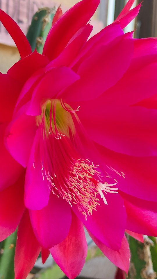 #KöniginDerNacht
#RoteKöniginDerNacht
#Kaktusliebe
#Kaktusblüte
#Epiphyllum
#Nachtblüher
#Blumenwunder
#SukkulentenLiebe
#Kakteenfreunde
#Kakteenparadies