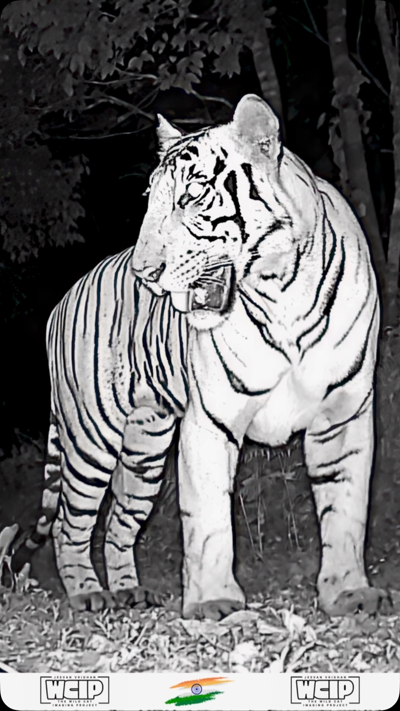 🇮🇳 🐅 !!Bengal Tiger!! 🐅 🇮🇳
This powerful cat, represents one of fewer than 2,500 Bengal tigers left in the wild today. Tigers are apex predators and play a critical role in maintaining the balance of their ecosystems—but they’re under constant threat from habitat loss and poaching.
Thanks to dedicated fieldwork by @jeevan_vridhan & @pruthvi04, we’re able to monitor these elusive animals without disturbing their natural behavior. Every clip, like this one, brings us closer to understanding and protecting them.
Captured with @browningtrailcams invisible IR cameras, so there is no visible light 📷
Footage like this reminds us what’s at stake—and what we’re fighting for.
#BengalTiger #TrailCamera #TigerConservation #BigCats #WildlifeMonitoring #JungleLife #BrowningTrailCamera #CameraTrapFootage #ConservationInAction #PantheraTigris