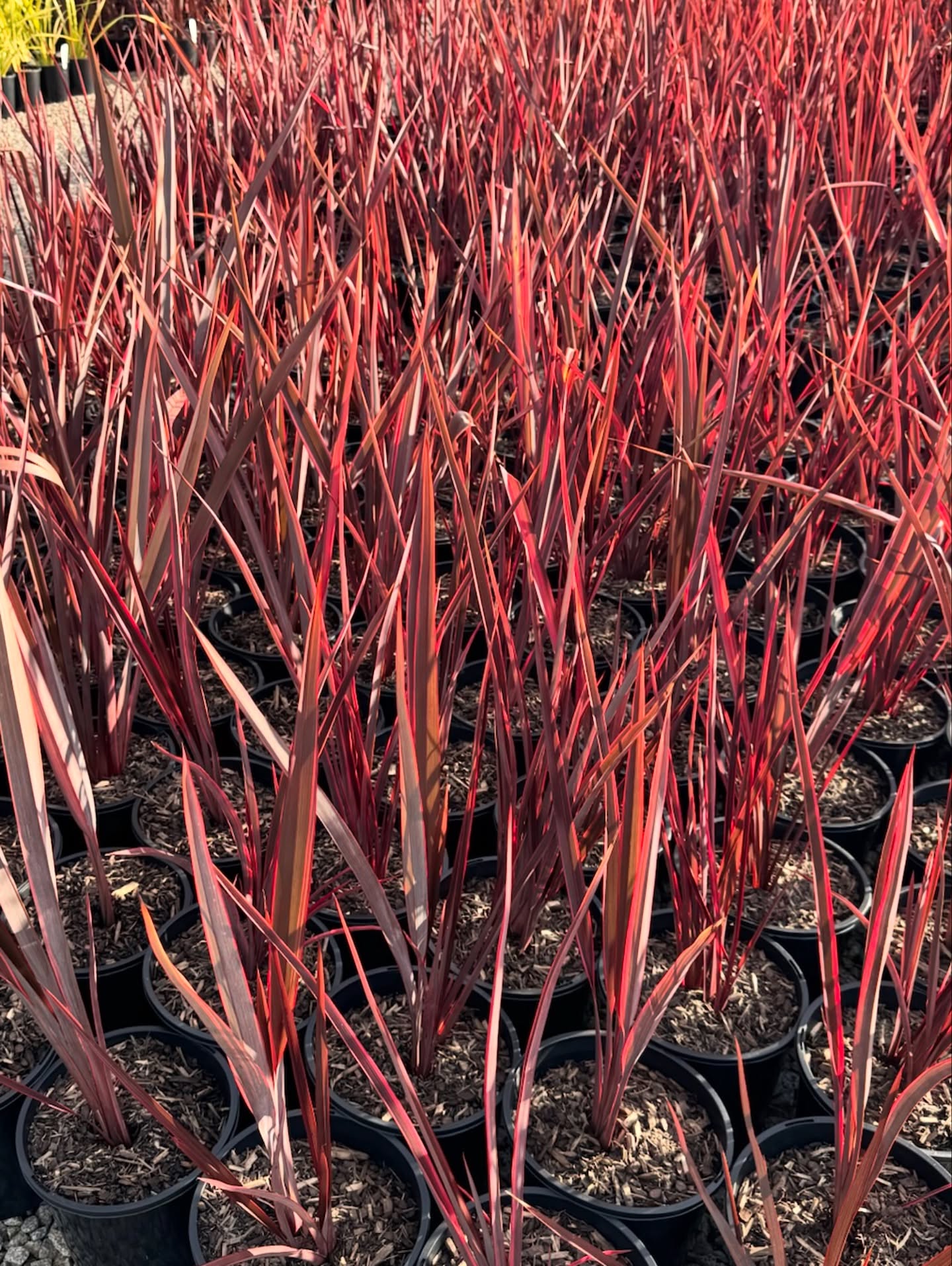 Look at this rainbow of Phormiums all potted up and ready to grow big and strong!!
We’re so excited to have these New Zealand natives back on the nursery lot filling up our grounds with colour and structure.
They are thriving in this icy weather given their origins!! They are drought tolerant, low maintenance and coastal hardy making them ideal for your next landscaping project 🌾
.
.
.
#phormium #newzealandflax #flax #wholesalenursery #australiangardendesign